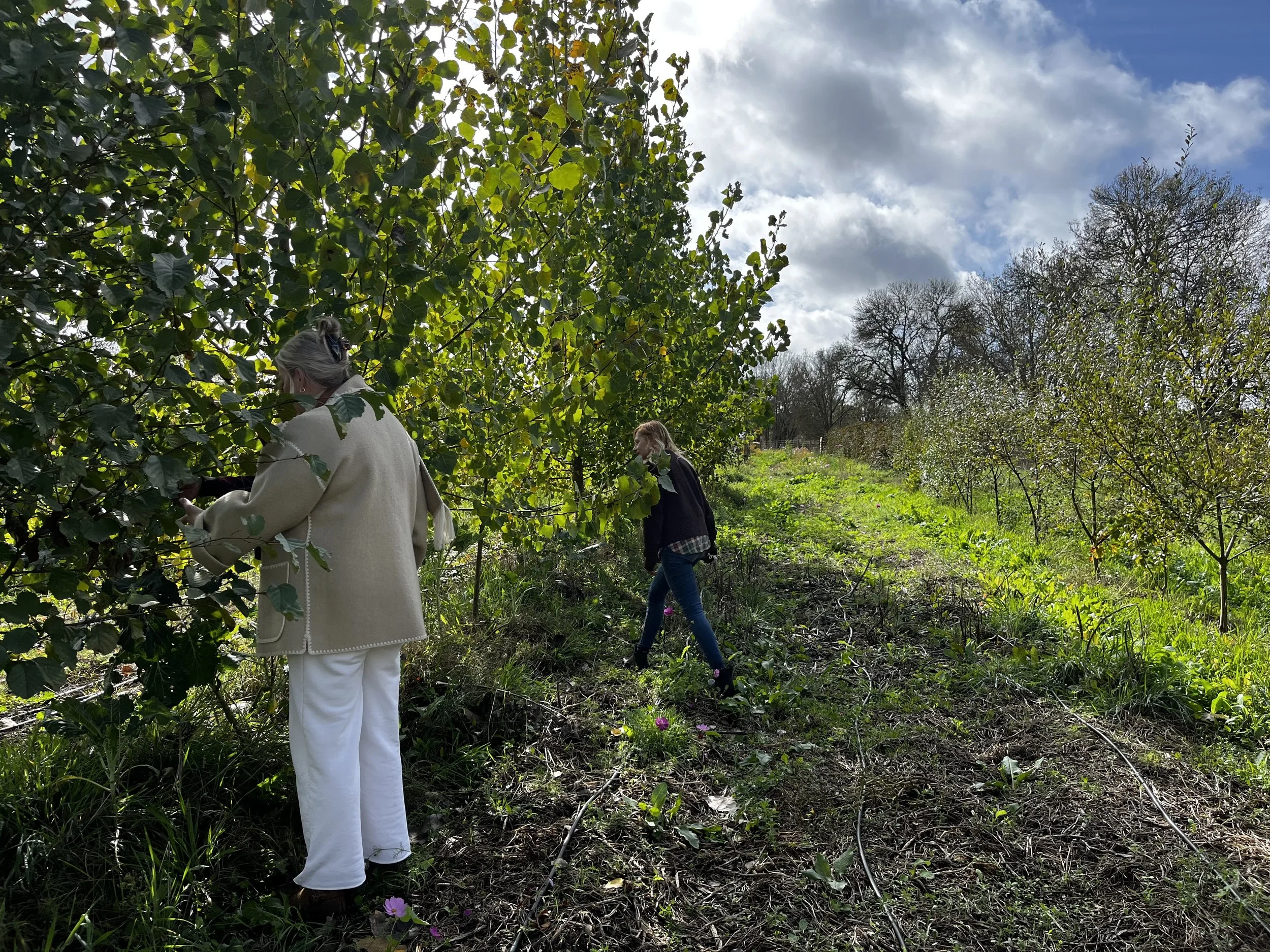 Syntropic Farming Part I — Looking to forest ecology to heal the economy