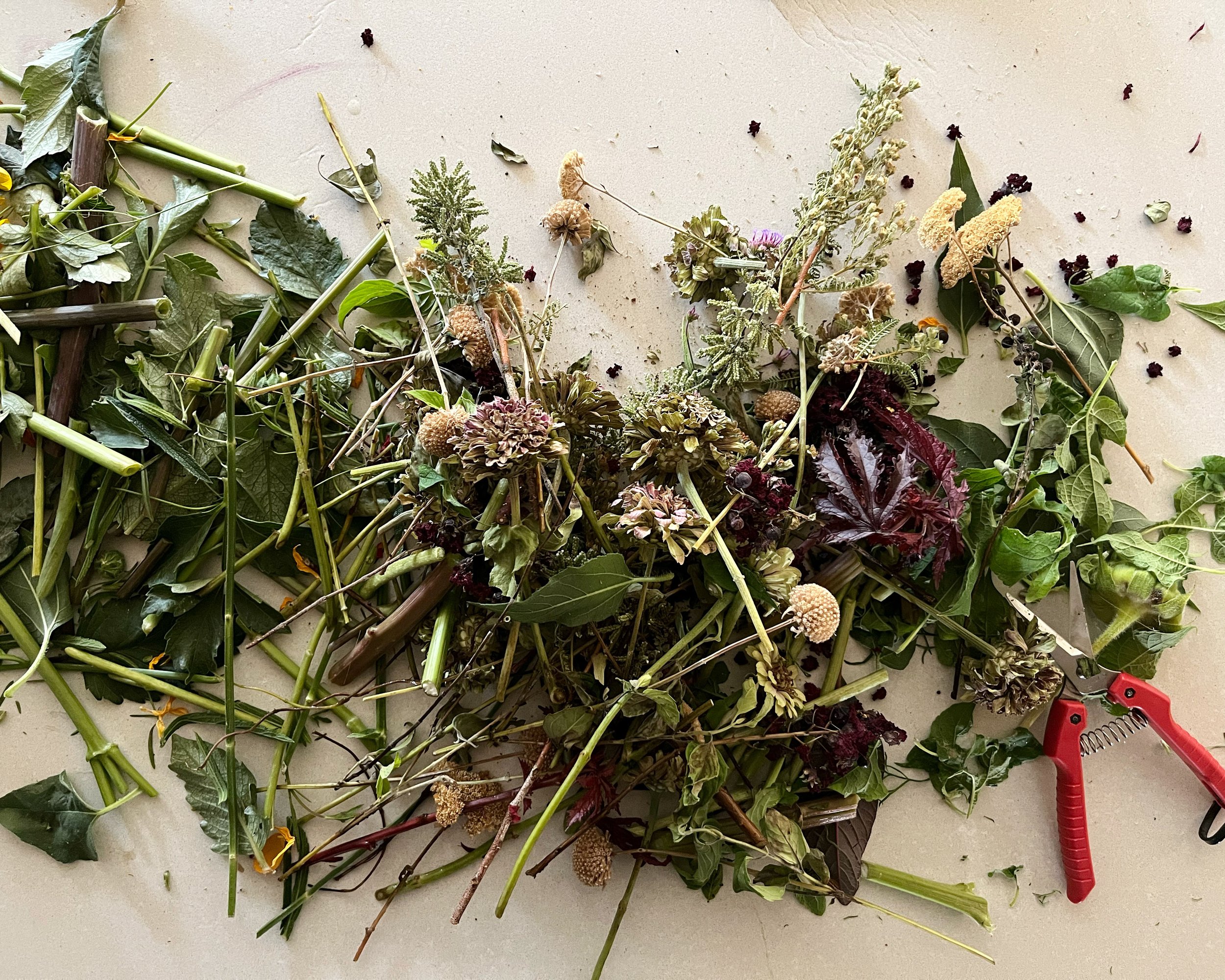 clippings from flowers atop a counter