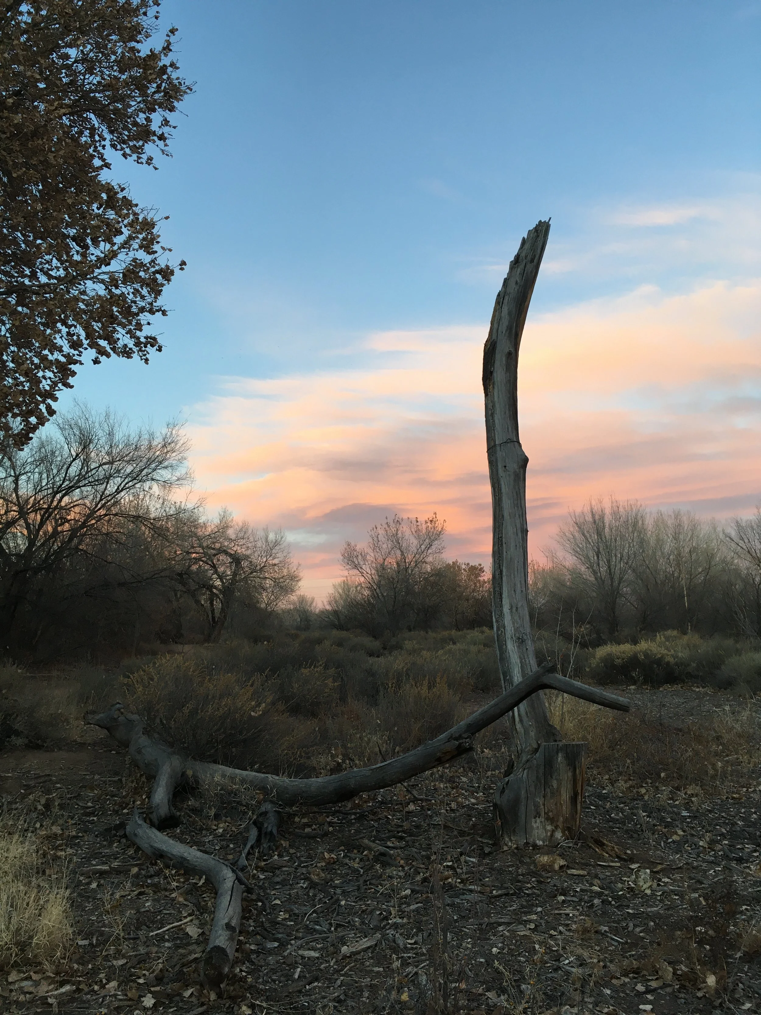dead trees turned sculptural art in the landscape