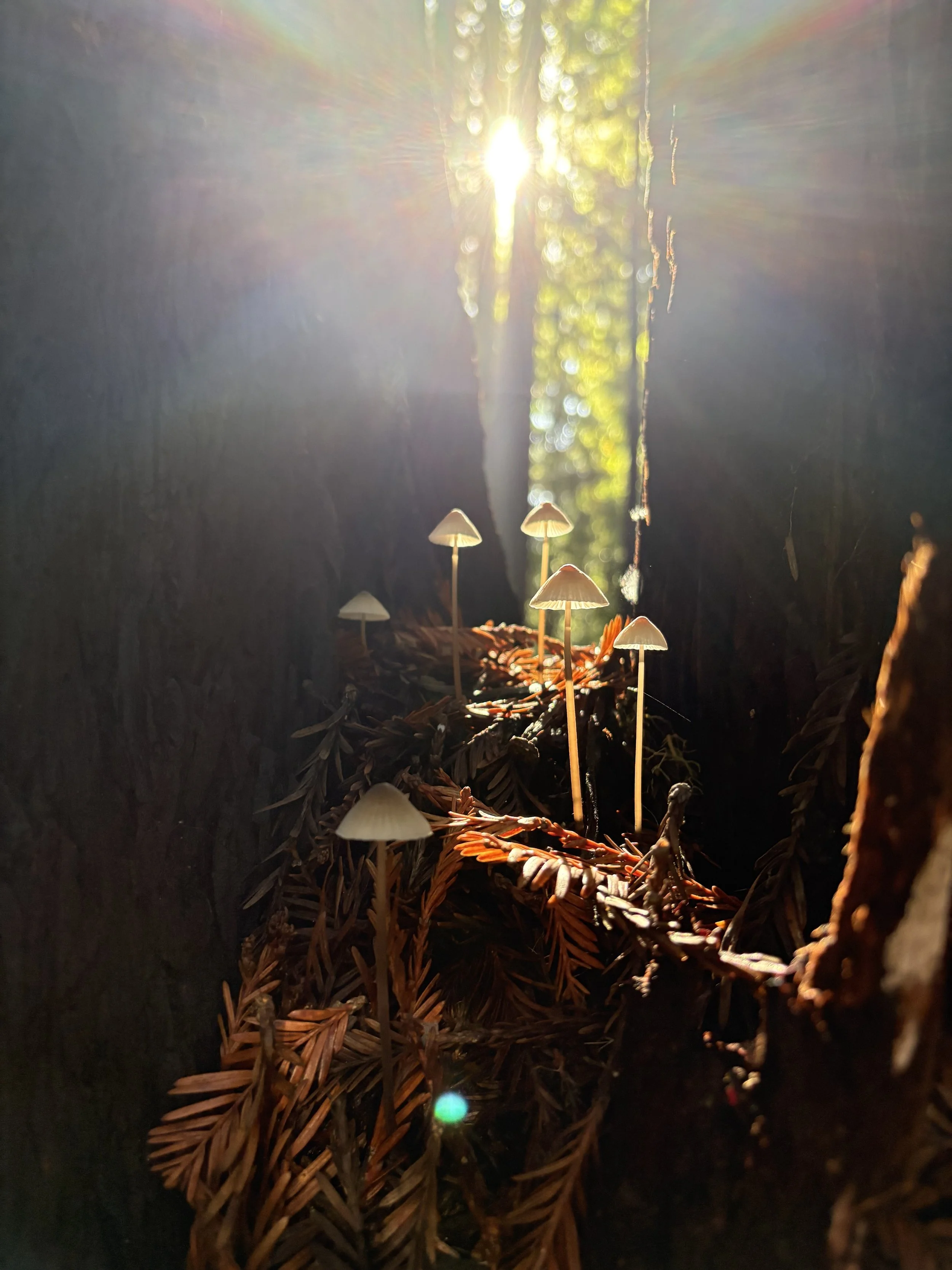 small forest mushrooms emerging out of the crook of a tree