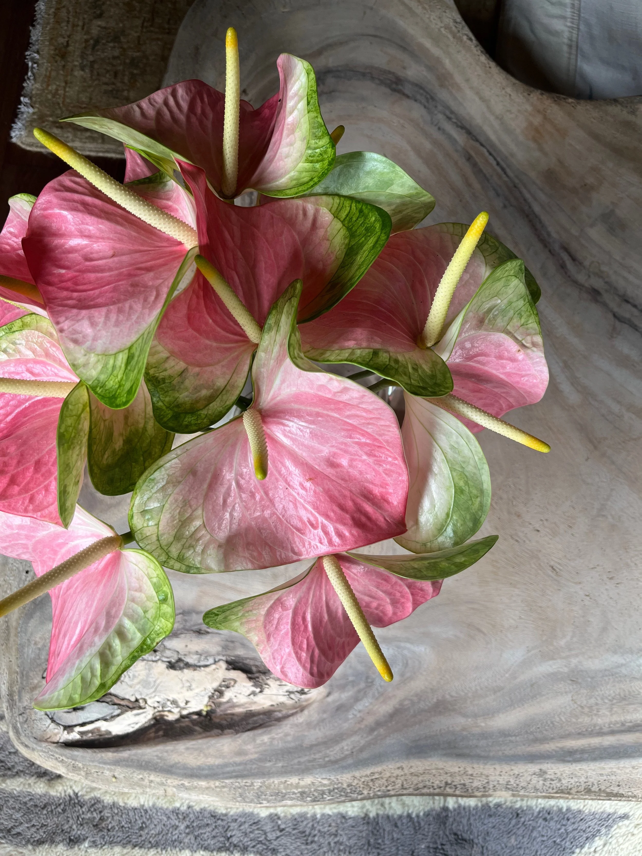Pink and green varigated anthuriums