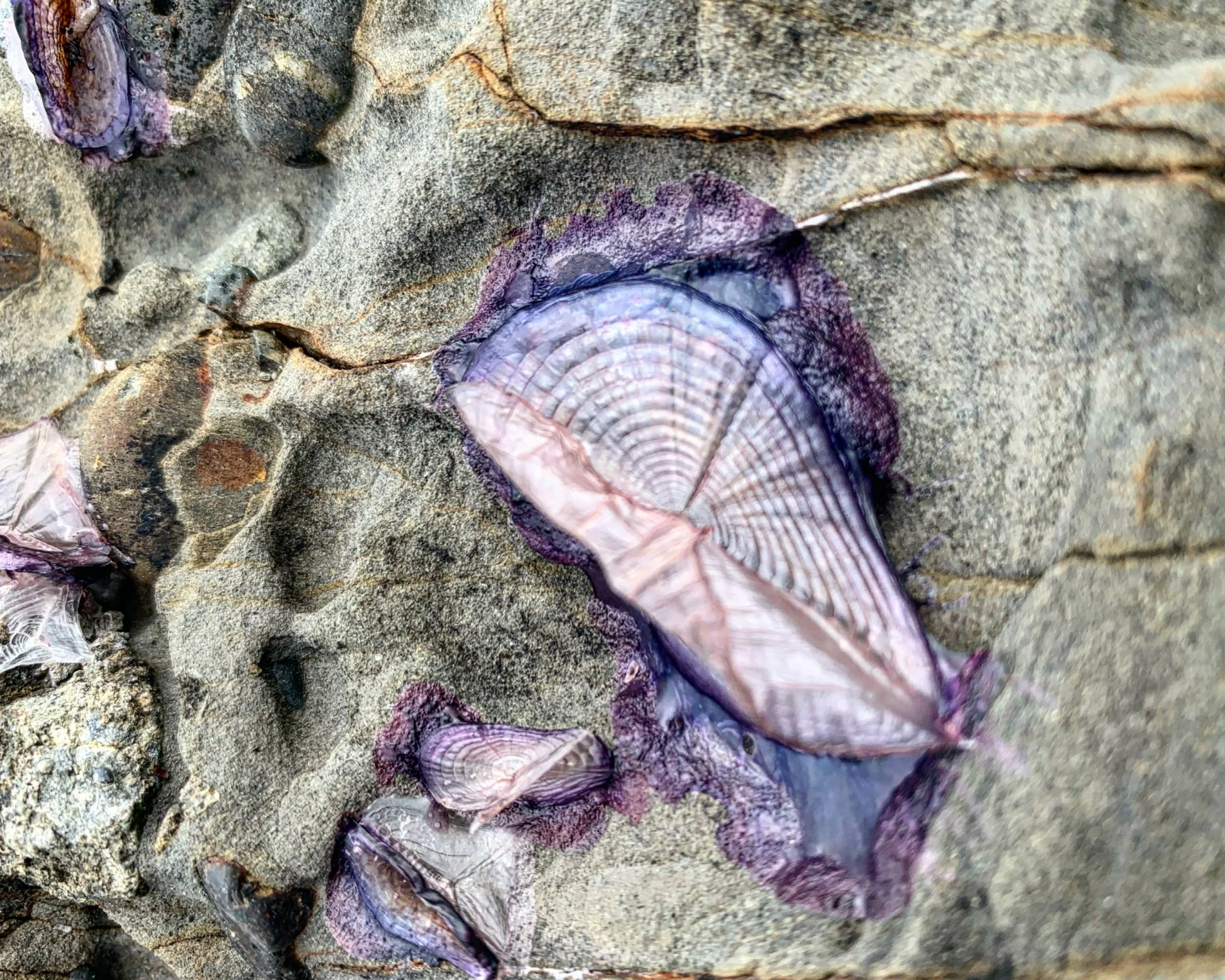 the moored remains of dehydrated purple jellyfish