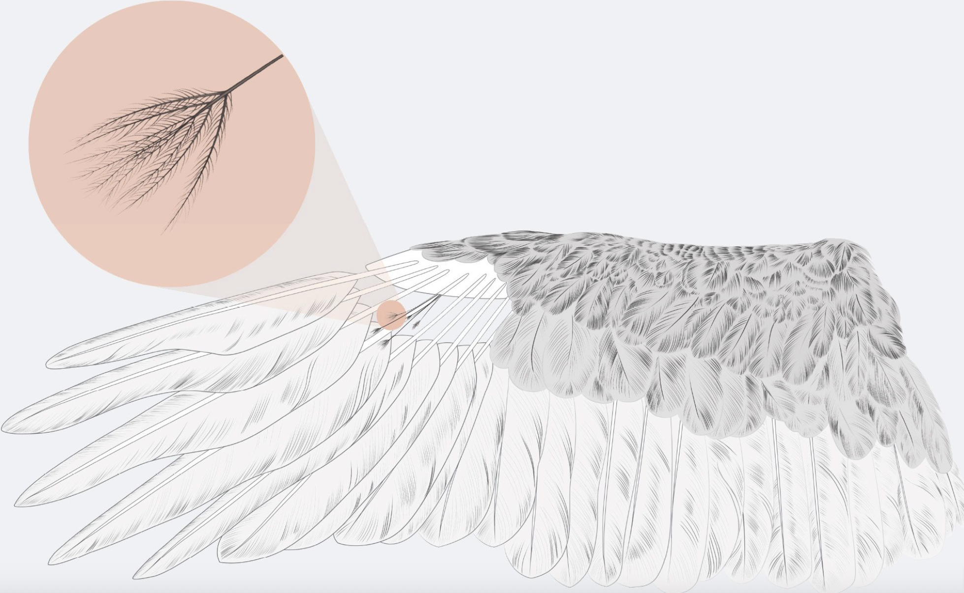 Close up illutration of a birds wing. Specifically filoplume