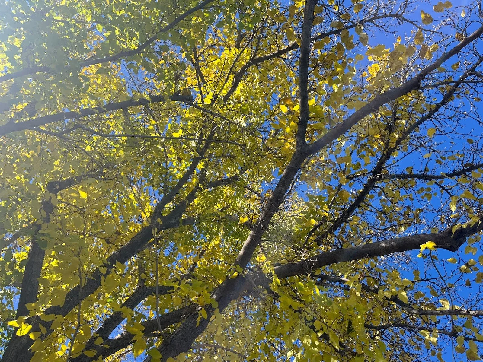 Syntropic Farming Part II — All flourishing is mutual