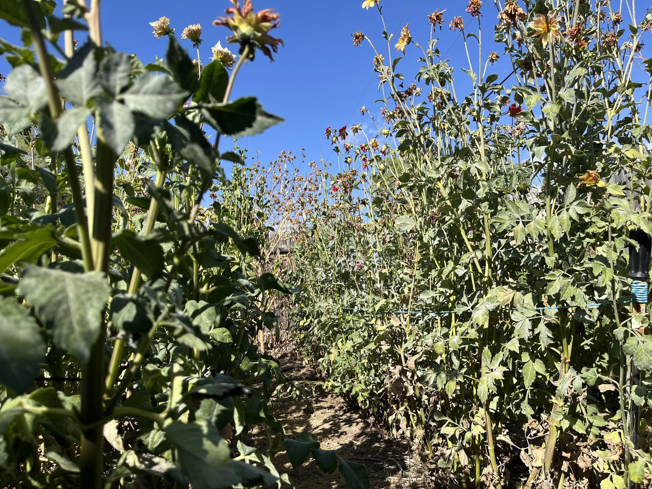 Dahlias in the garden late summer