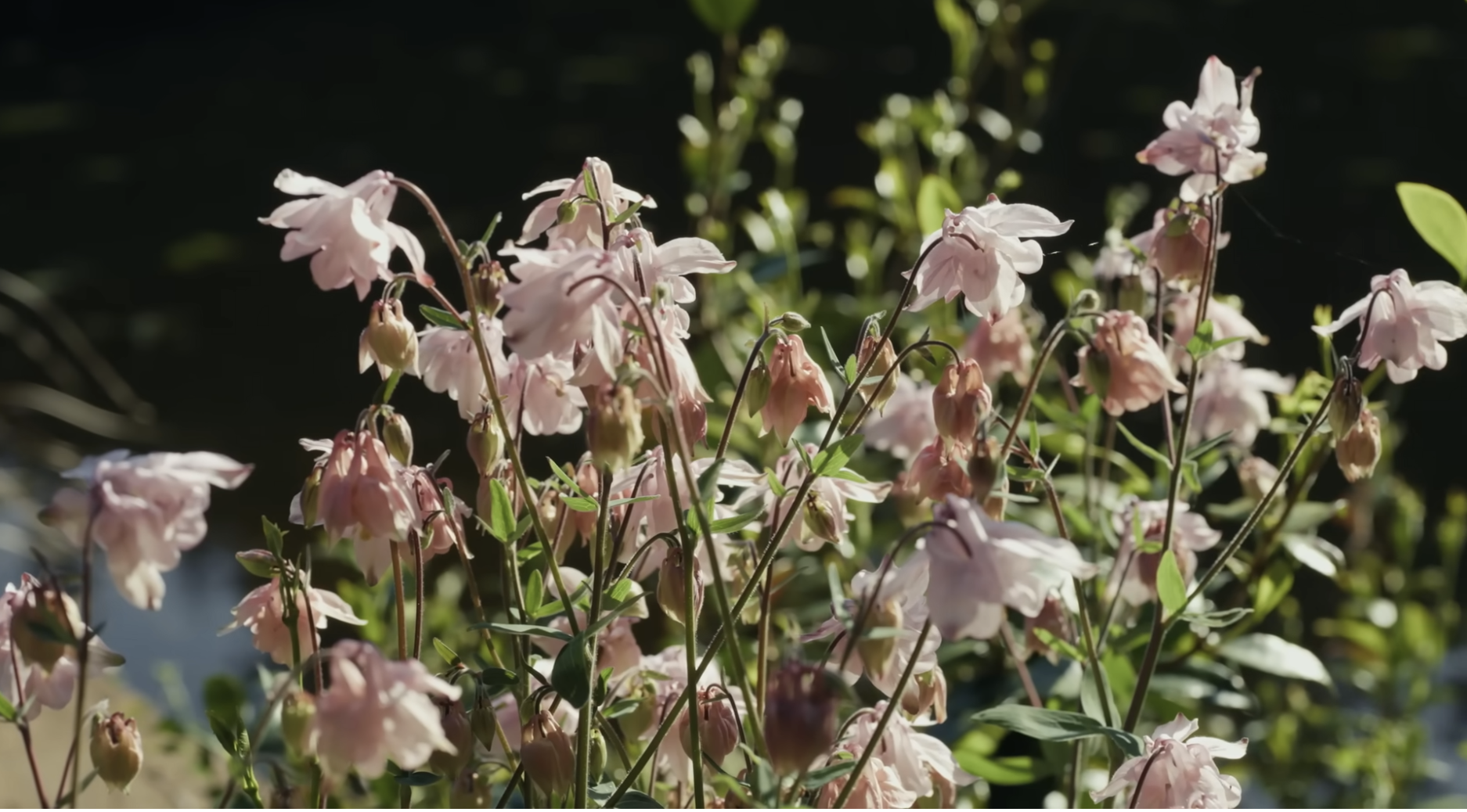 close up of pink columbine flowers