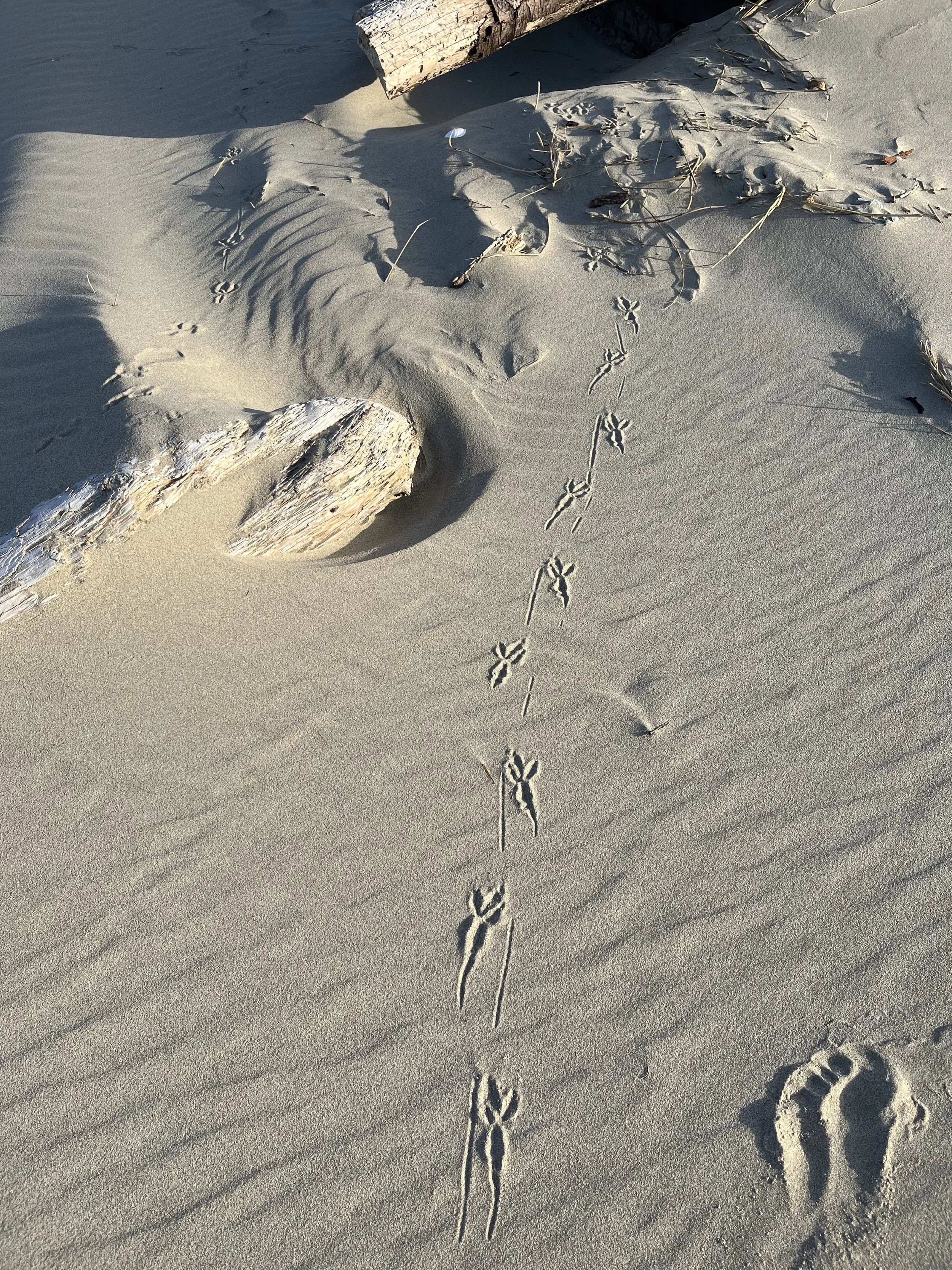 bird tracks left in the sand