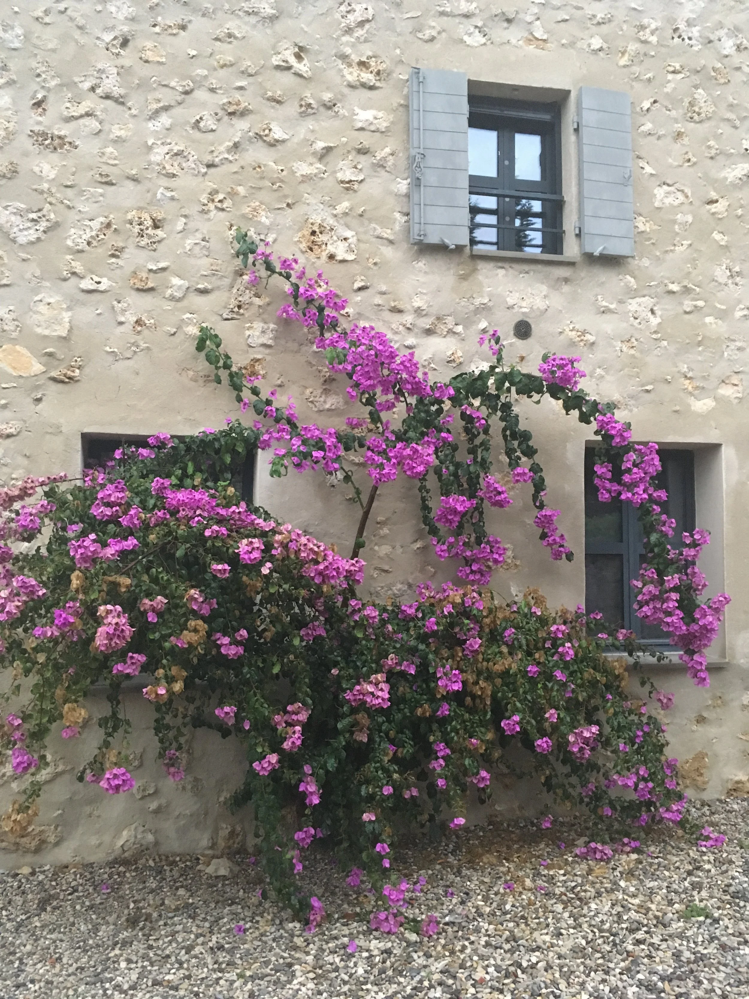 Purple bougainvillea climing up a stone facade