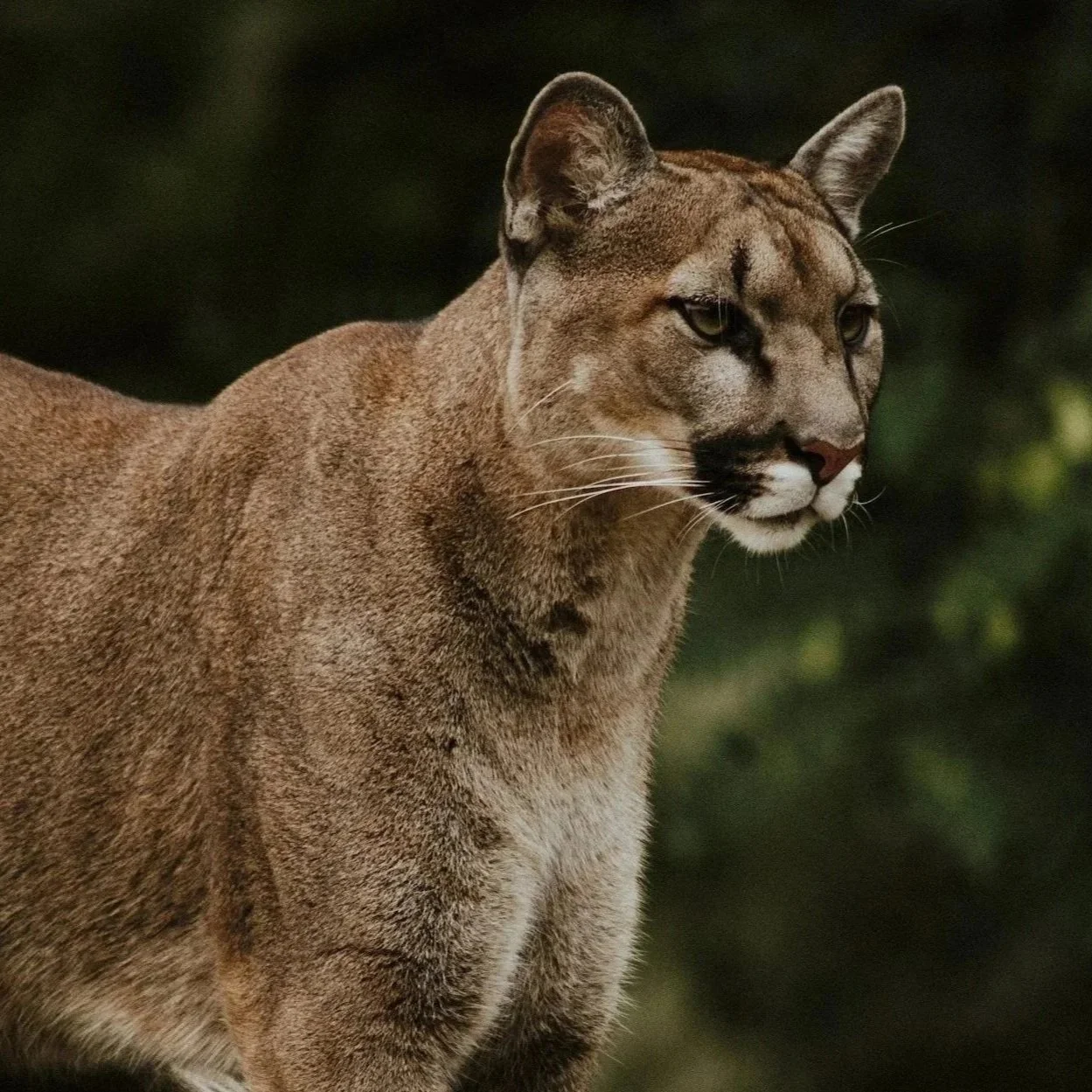 Cougar Whatcom County Image