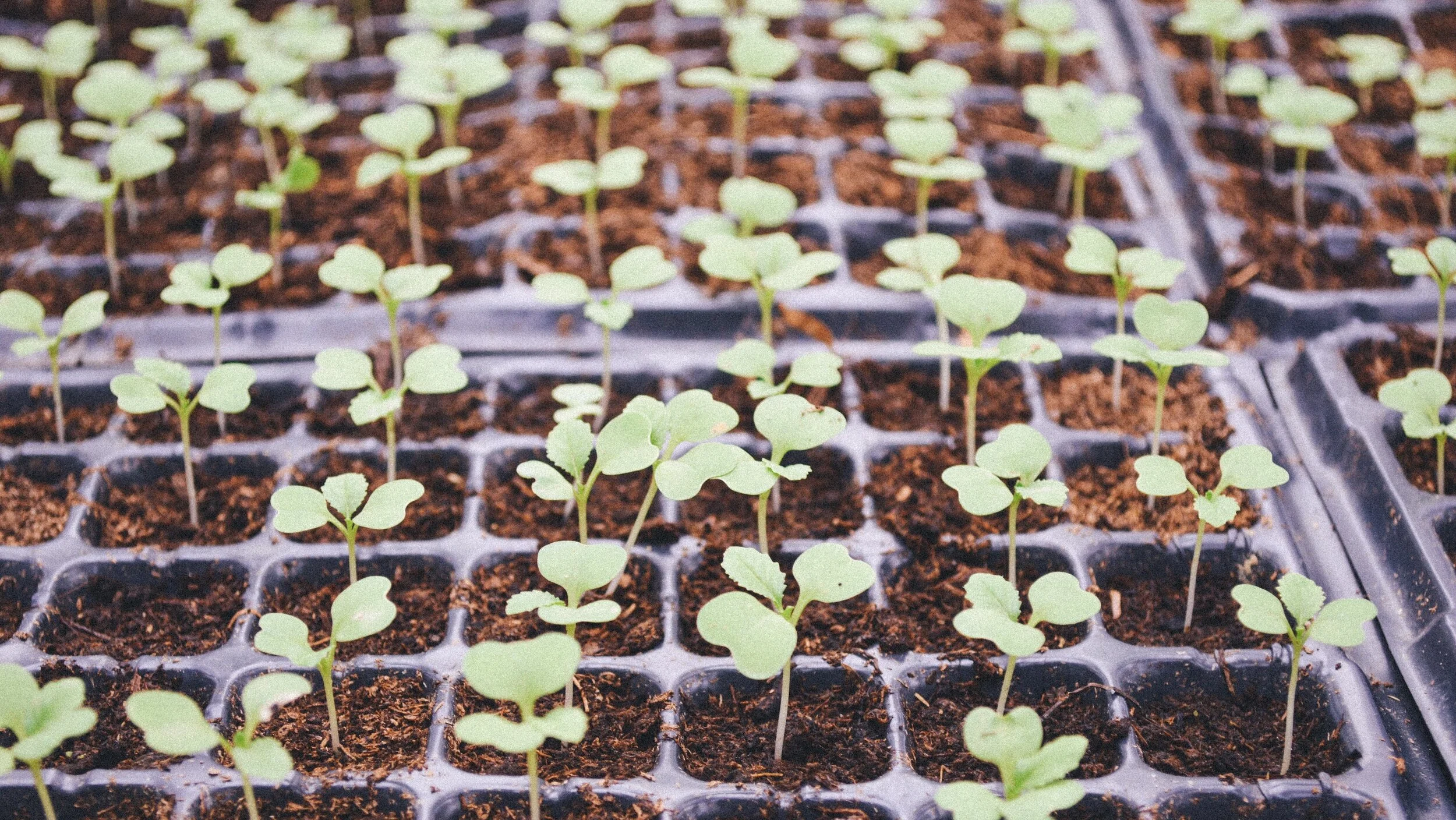 A Seed Must Die