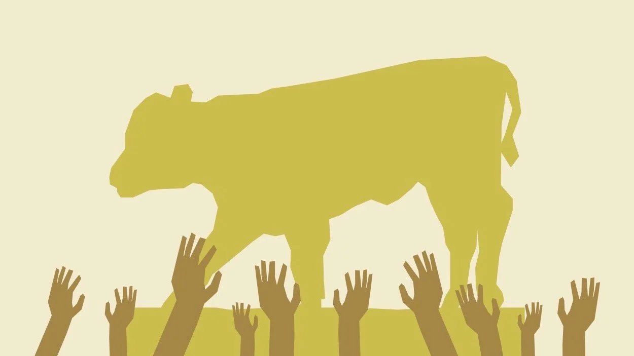 And Out Came This Calf episode artwork