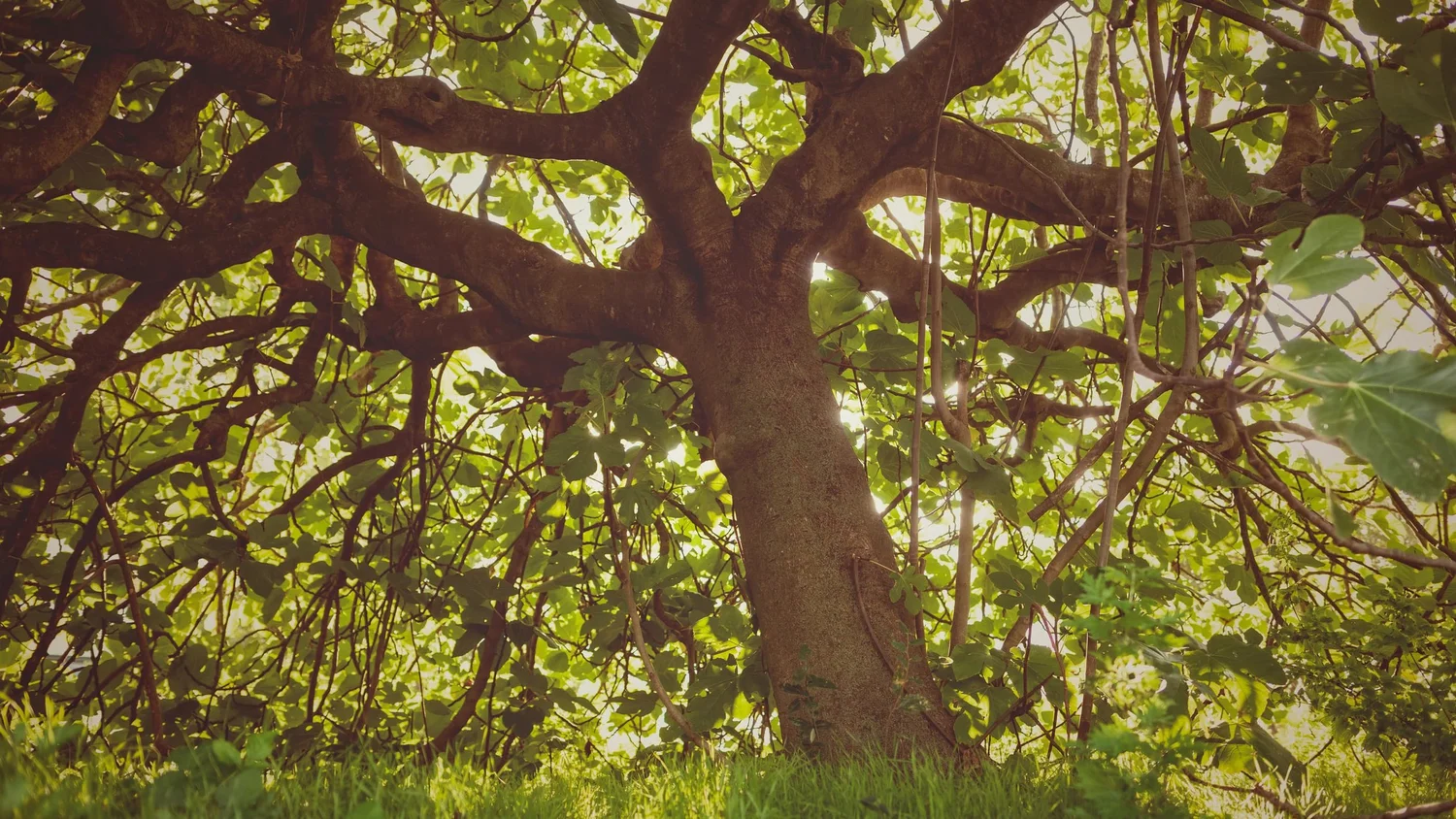 The Lesson of the Fig Tree — Ken Winter
