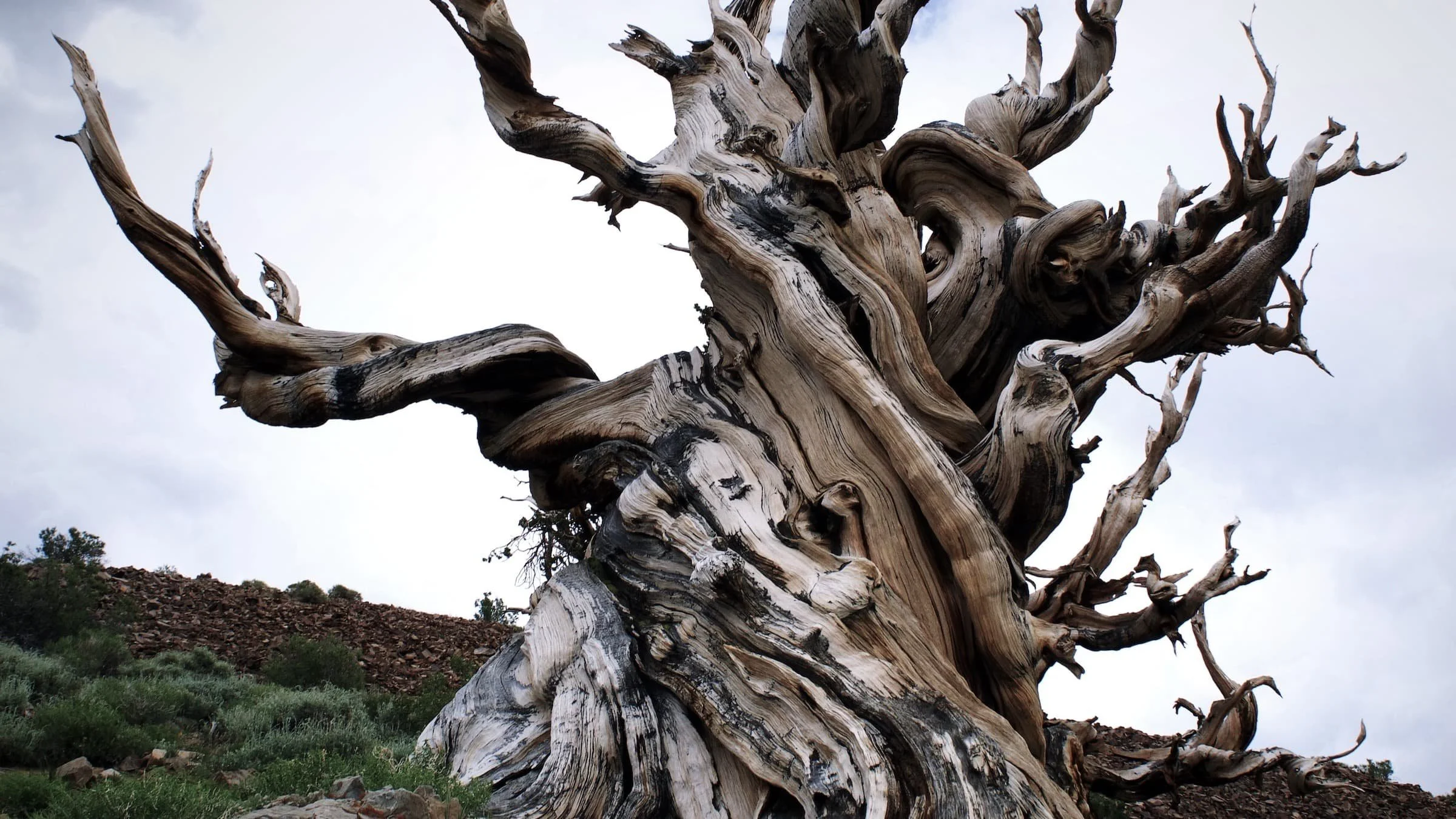 The Withered Fig Tree