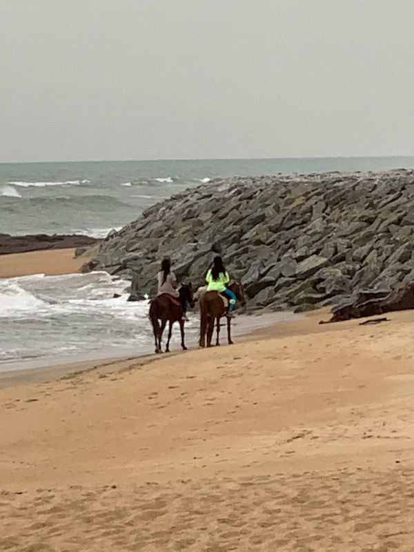 MJ_Kenya_Horses.jpeg