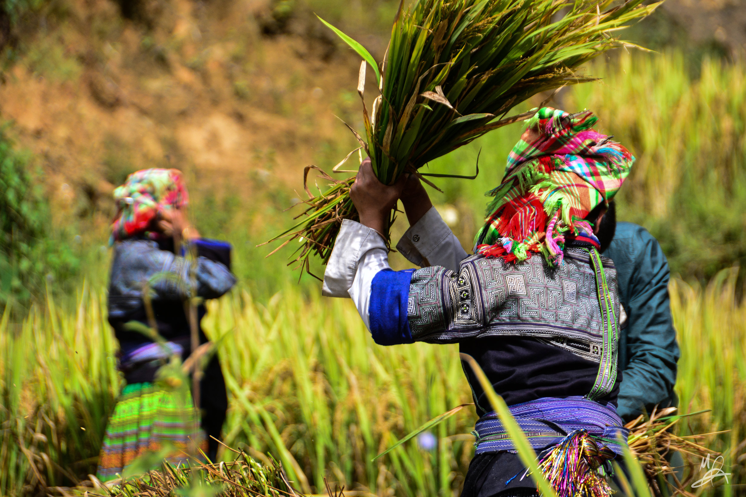 Hmong rice farmers 1