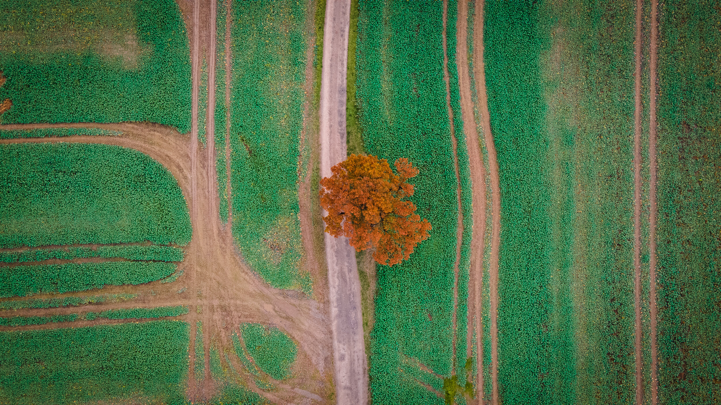 Tree in a field 2/2 