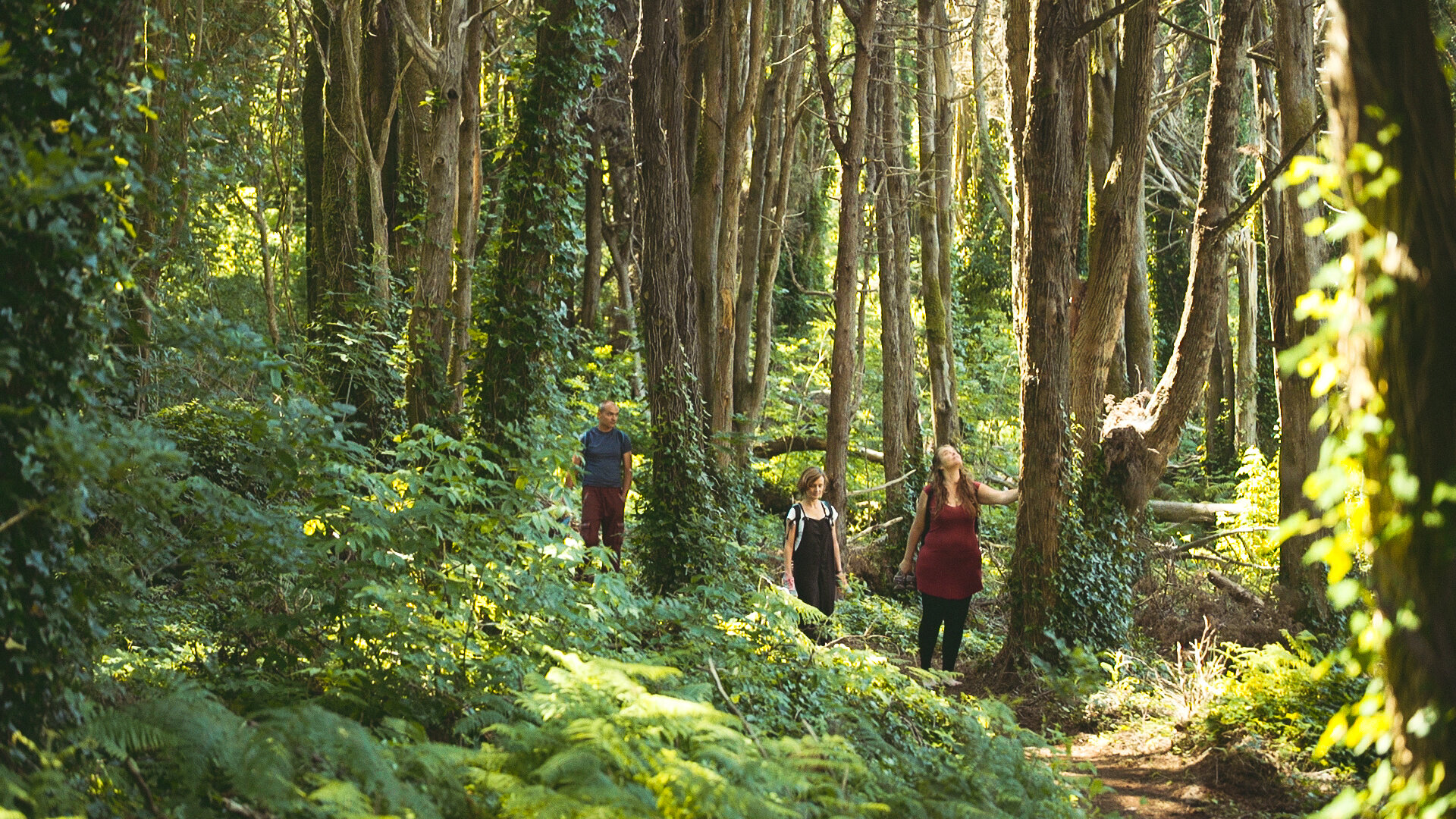 Forest immersion walk