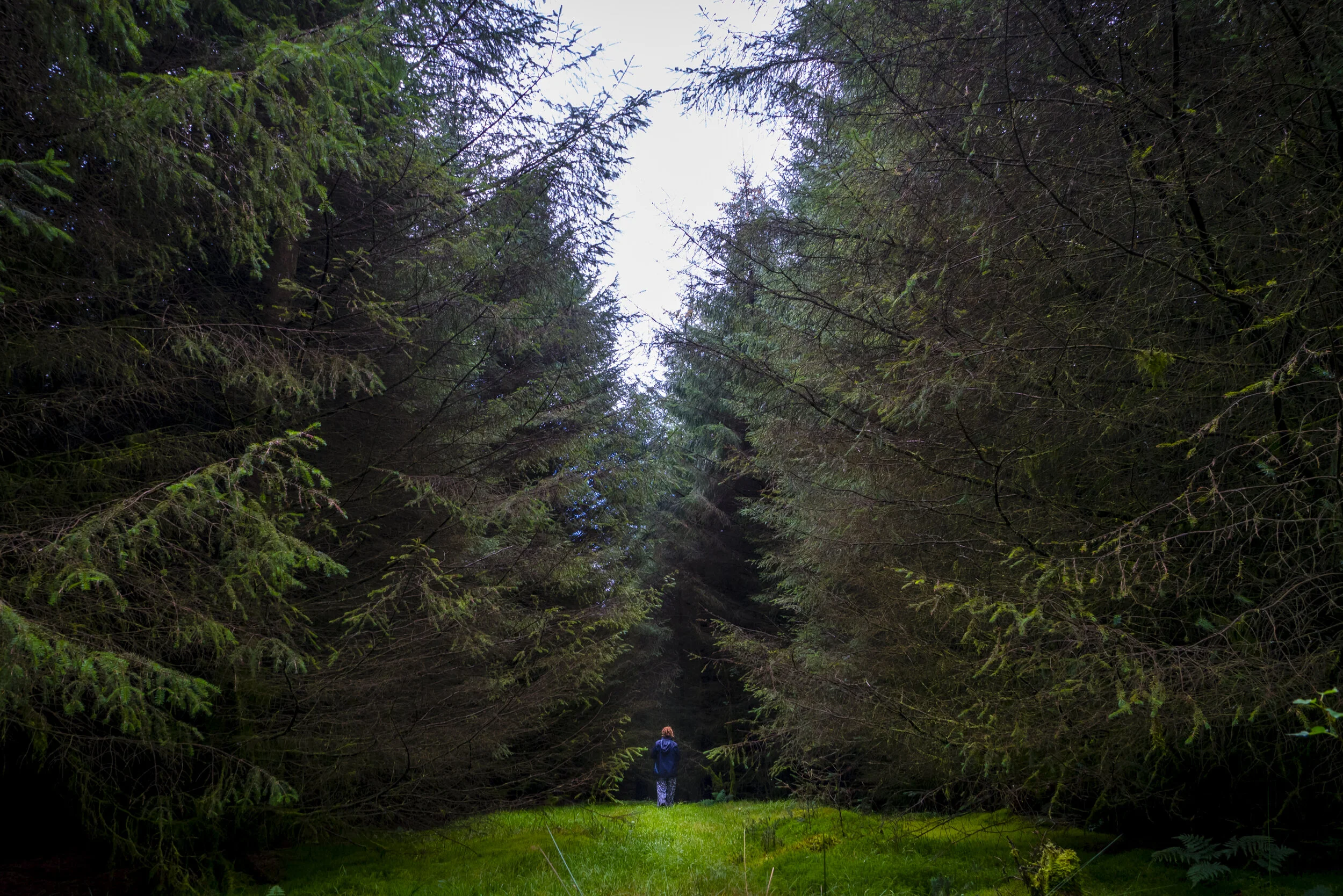 Liz Dawes Forest Bathing-109.jpg