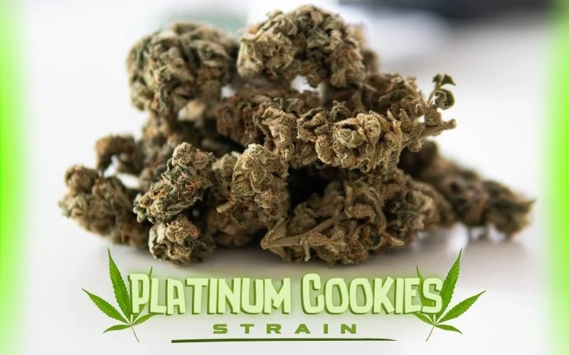 Platinum Cookies Strain A Luxurious Indulgence