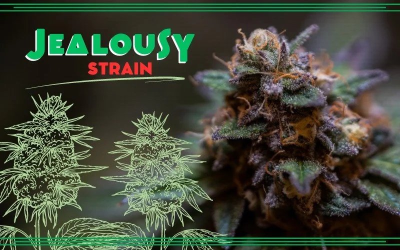 Jealousy Strain A GreenEyed Delight — GHouse DC