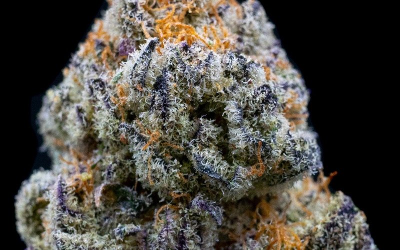 Elevate Your Senses With Gushers Strain A Flavorful Journey — GHouse DC