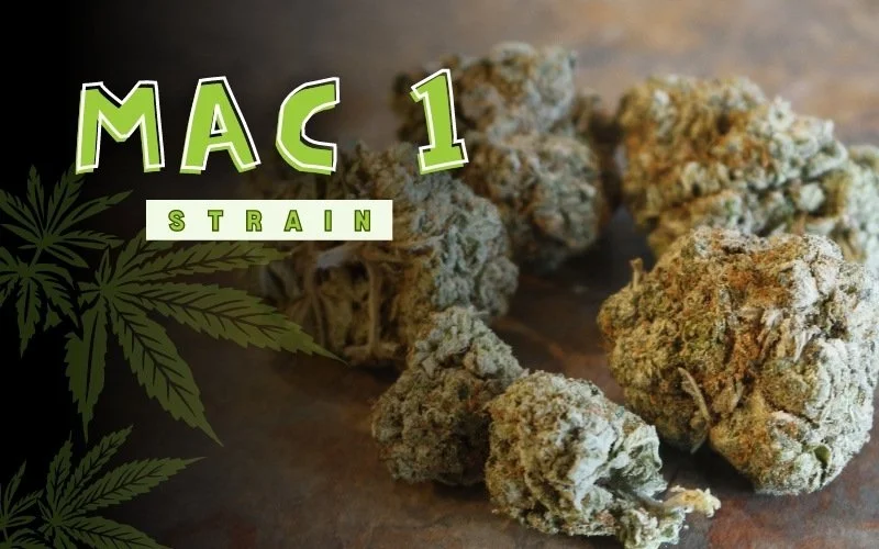 Intergalactic Traveling With MAC 1 Strain Weed Info & Review — GHouse DC