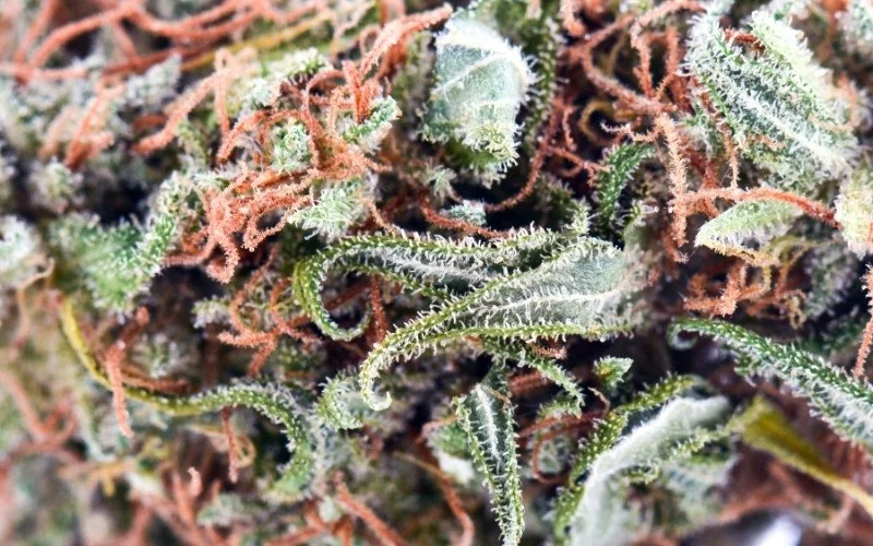 The Truffles Strain A Buttery, Smooth Smoke [Is it worth a try