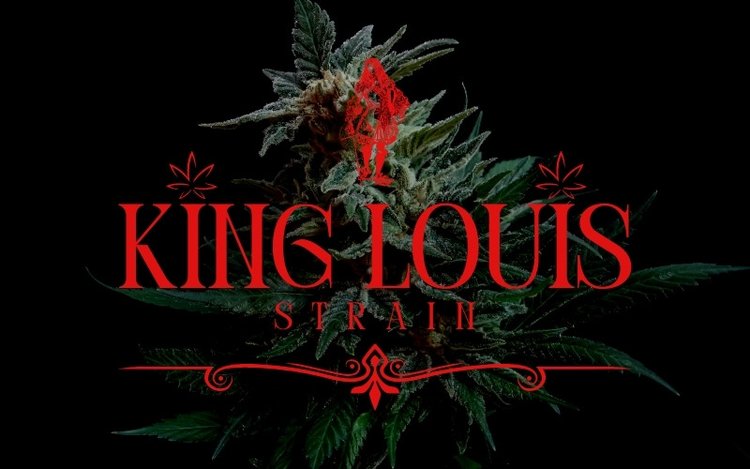 King Louis XIII - Strain Information -  - Strain  Information