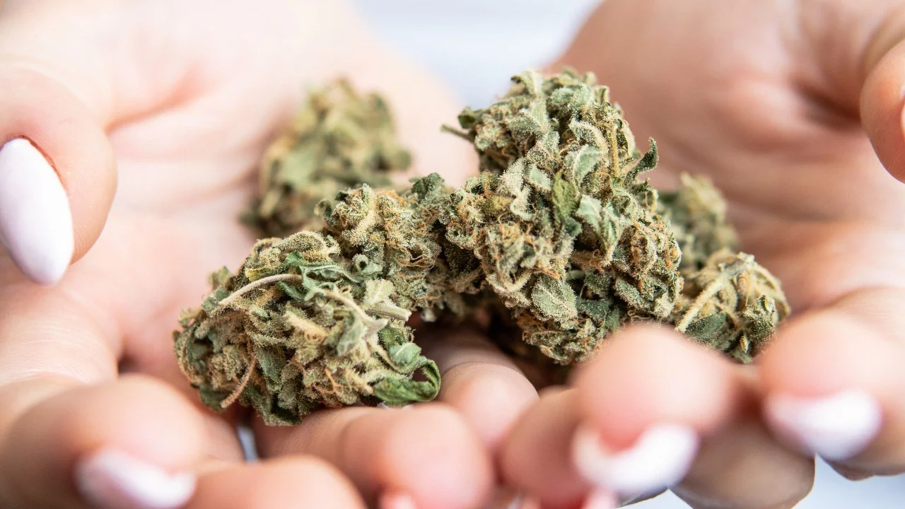 The Wild Side of Cannabis Exploring Animal Mints Strain