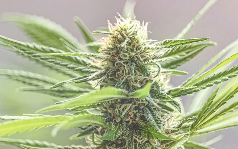 The Truffles Strain A Buttery, Smooth Smoke [Is it worth a try