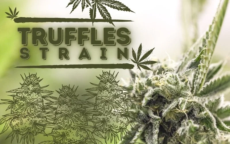 The Truffles Strain A Buttery, Smooth Smoke [Is it worth a try