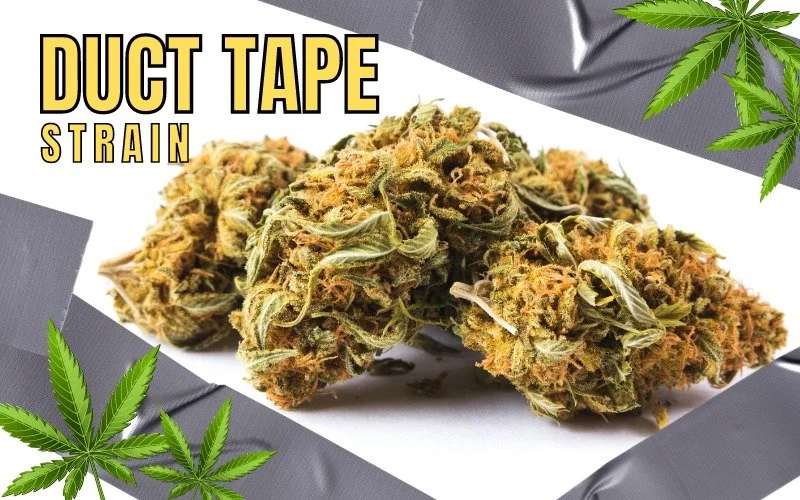 Get Taped to the High Exploring Duct Tape Strain — GHouse DC