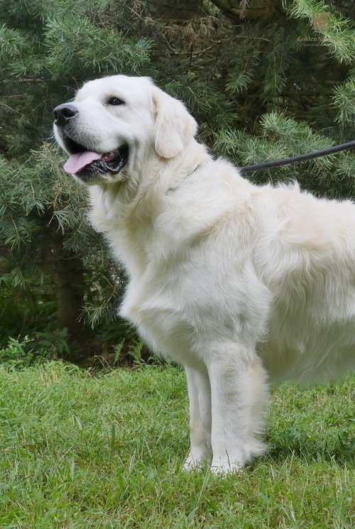 this is Max from Golden Savannah Kennel