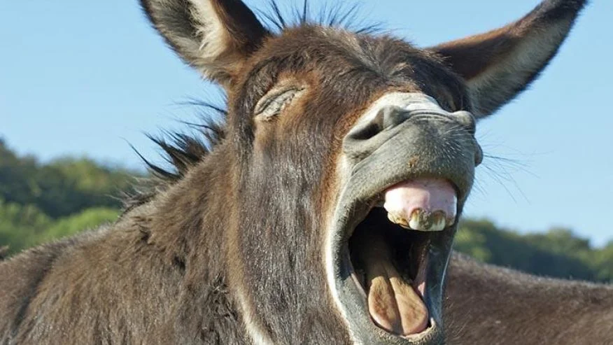 donkey-Zimetro.jpg