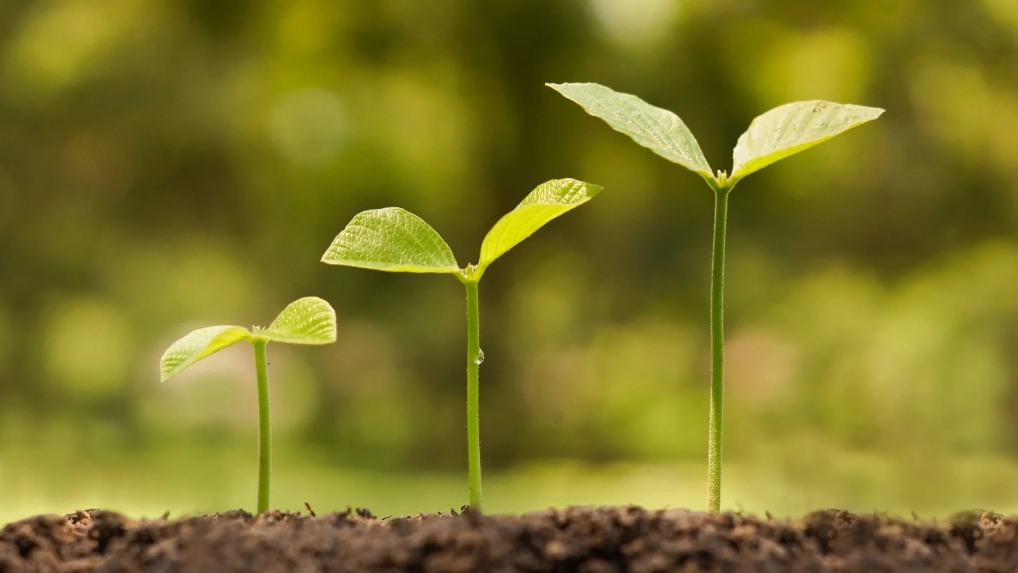 social selling su LinkedIn: processo di crescita professionale