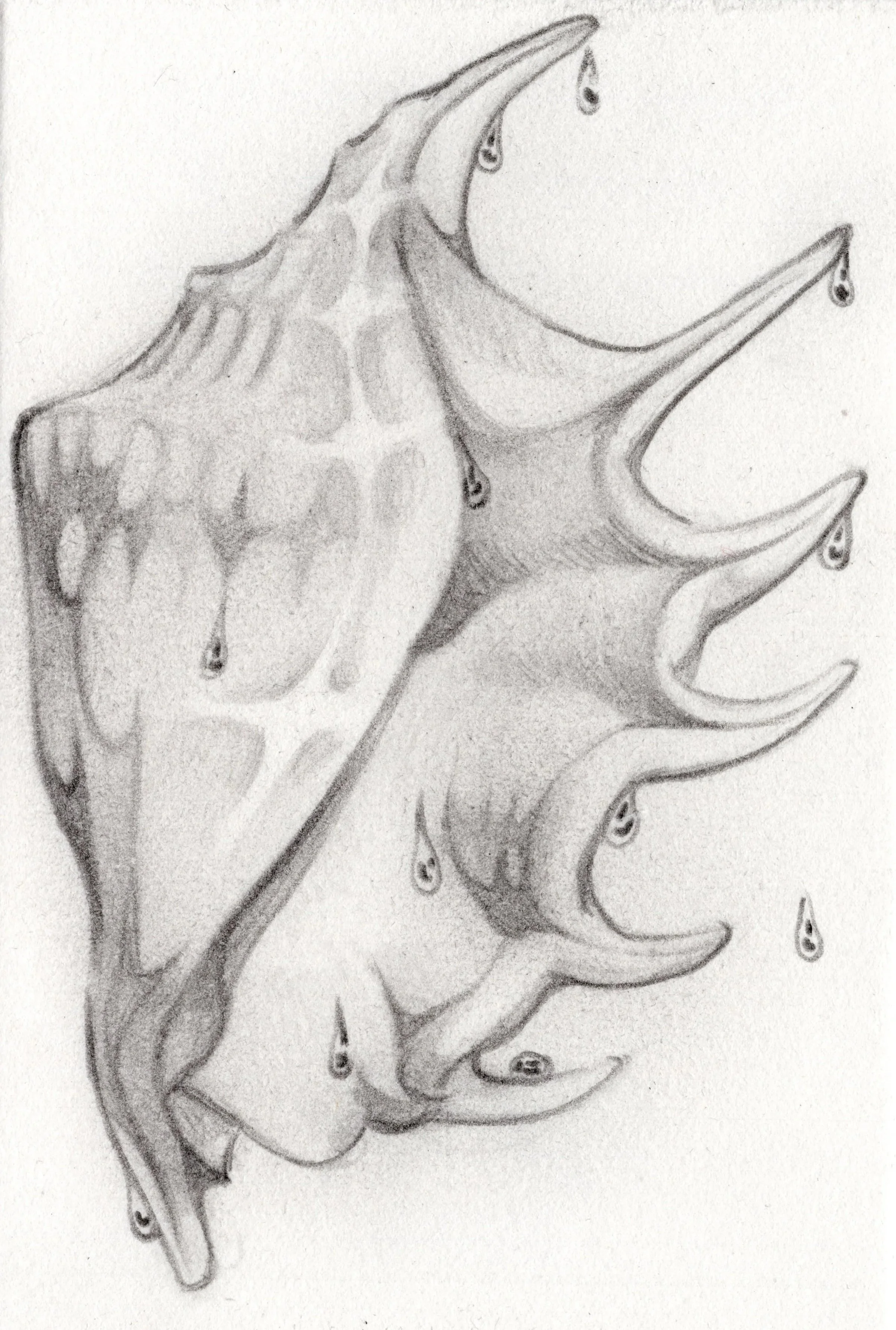 shells007.jpg