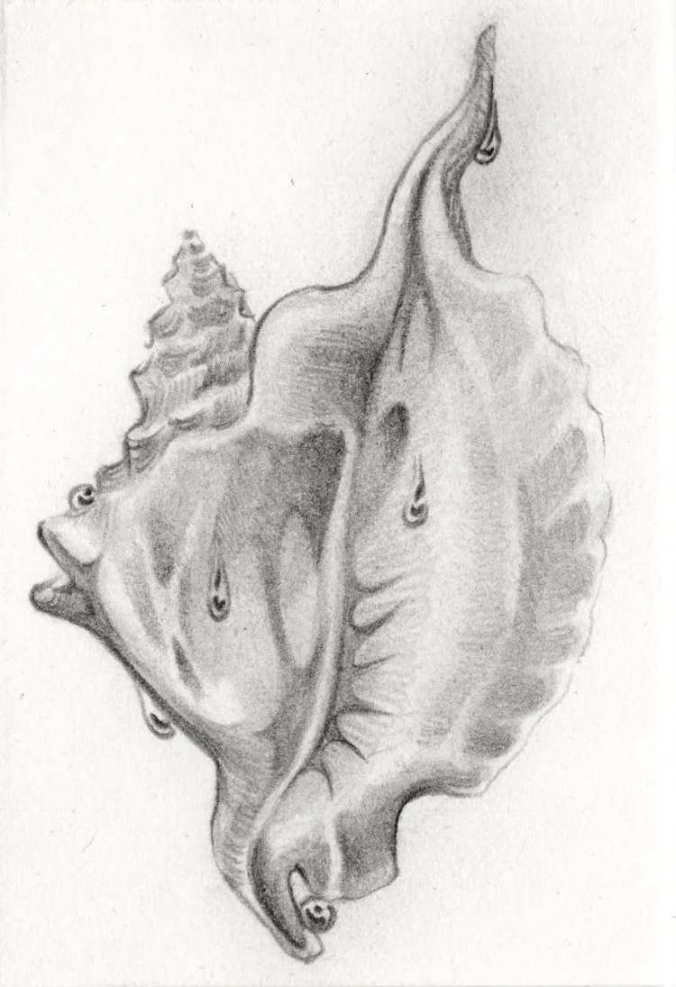 shells006.jpg
