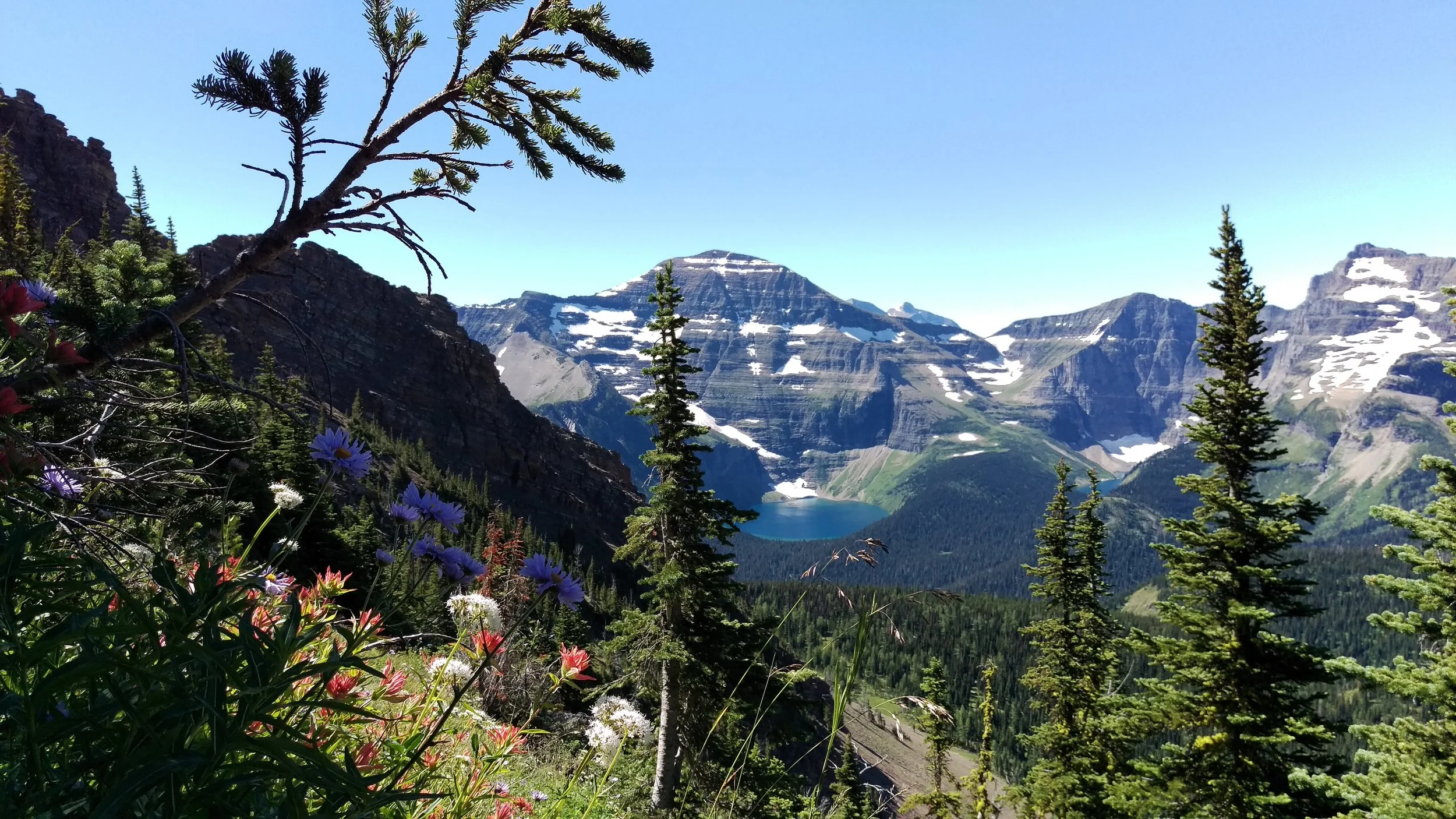 Flowers and mountain.jpg