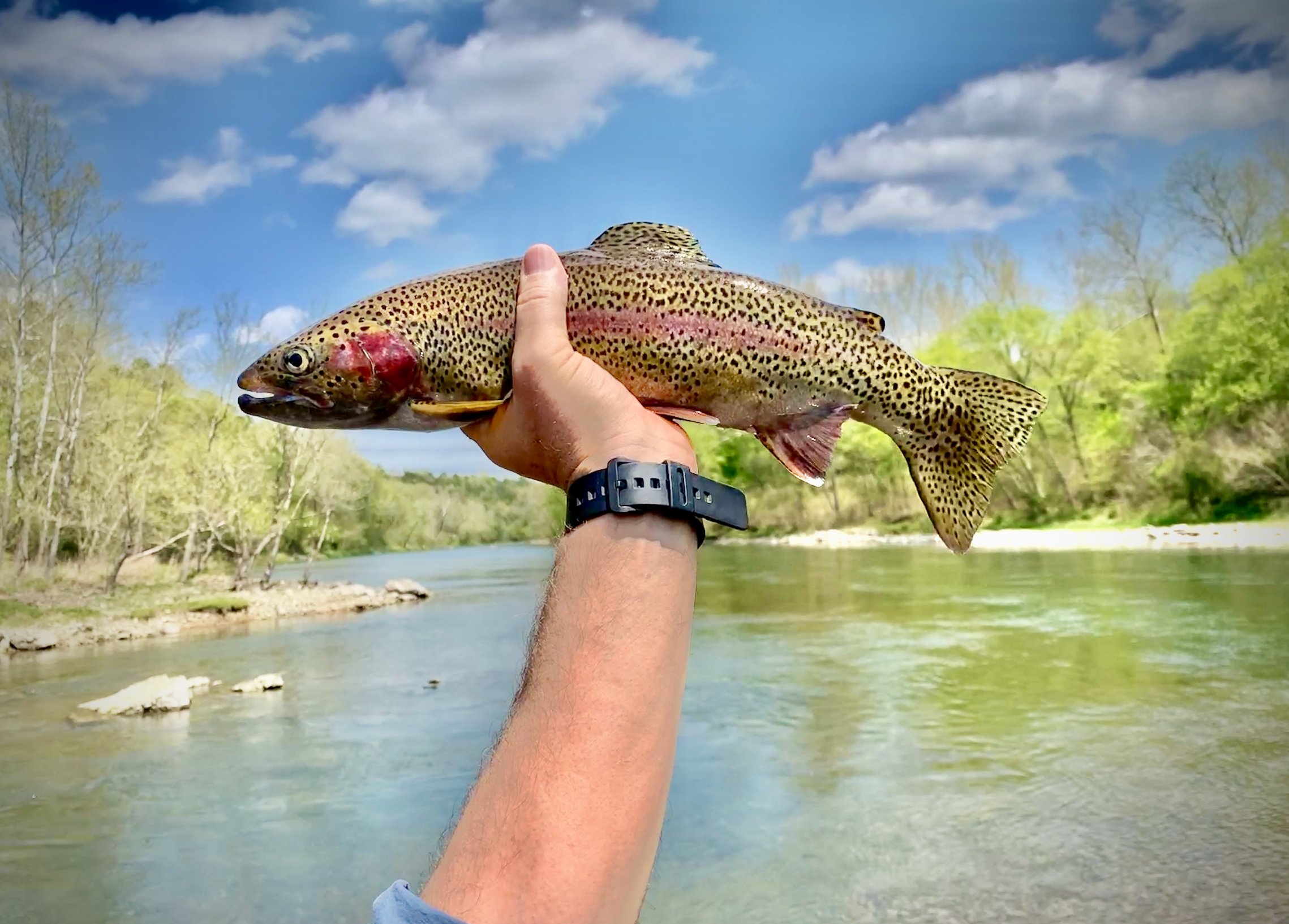 Fishing Report for the Beaver Tailwaters in northwest Arkansas — Beaver