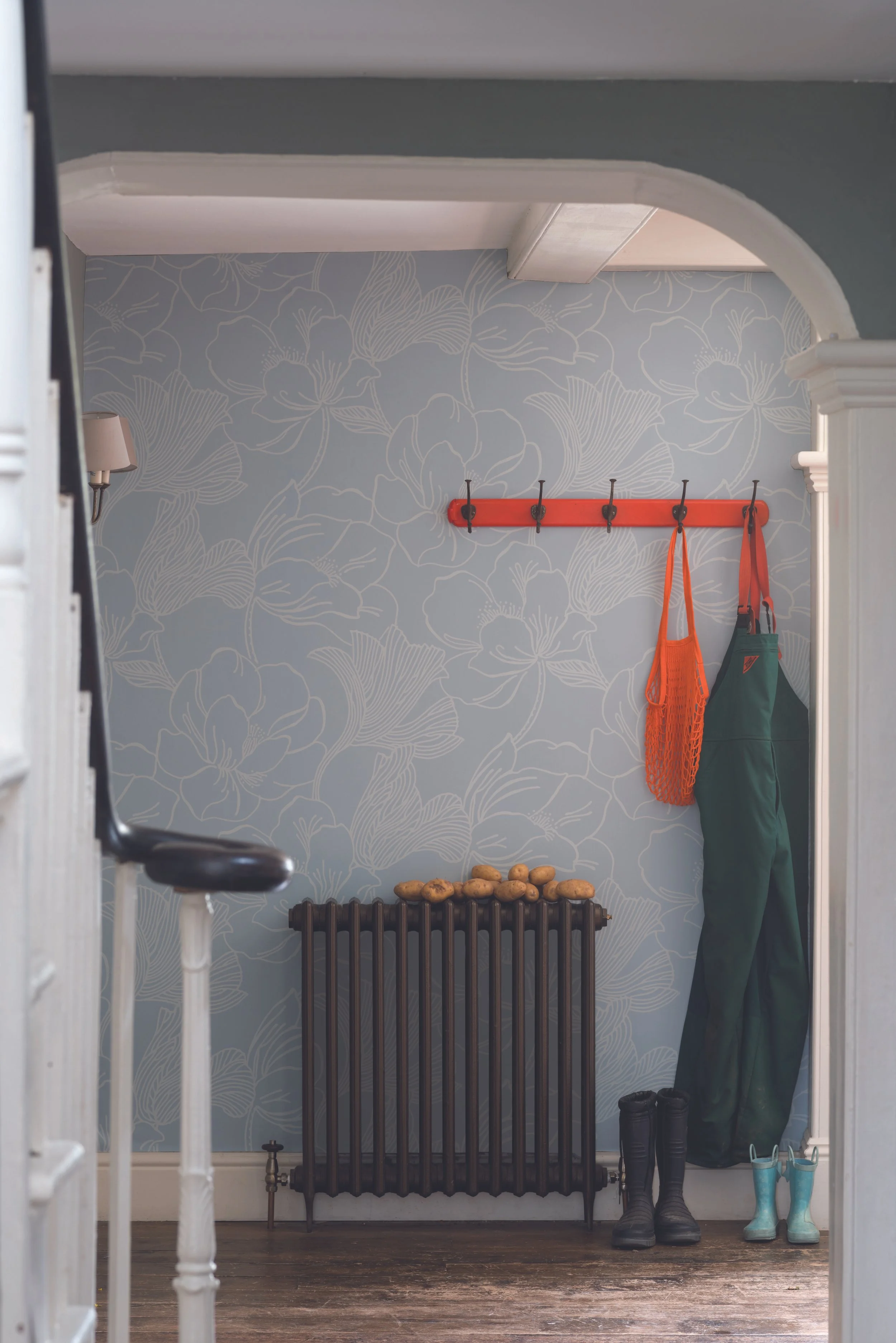 Helleborus BP5604.jpg