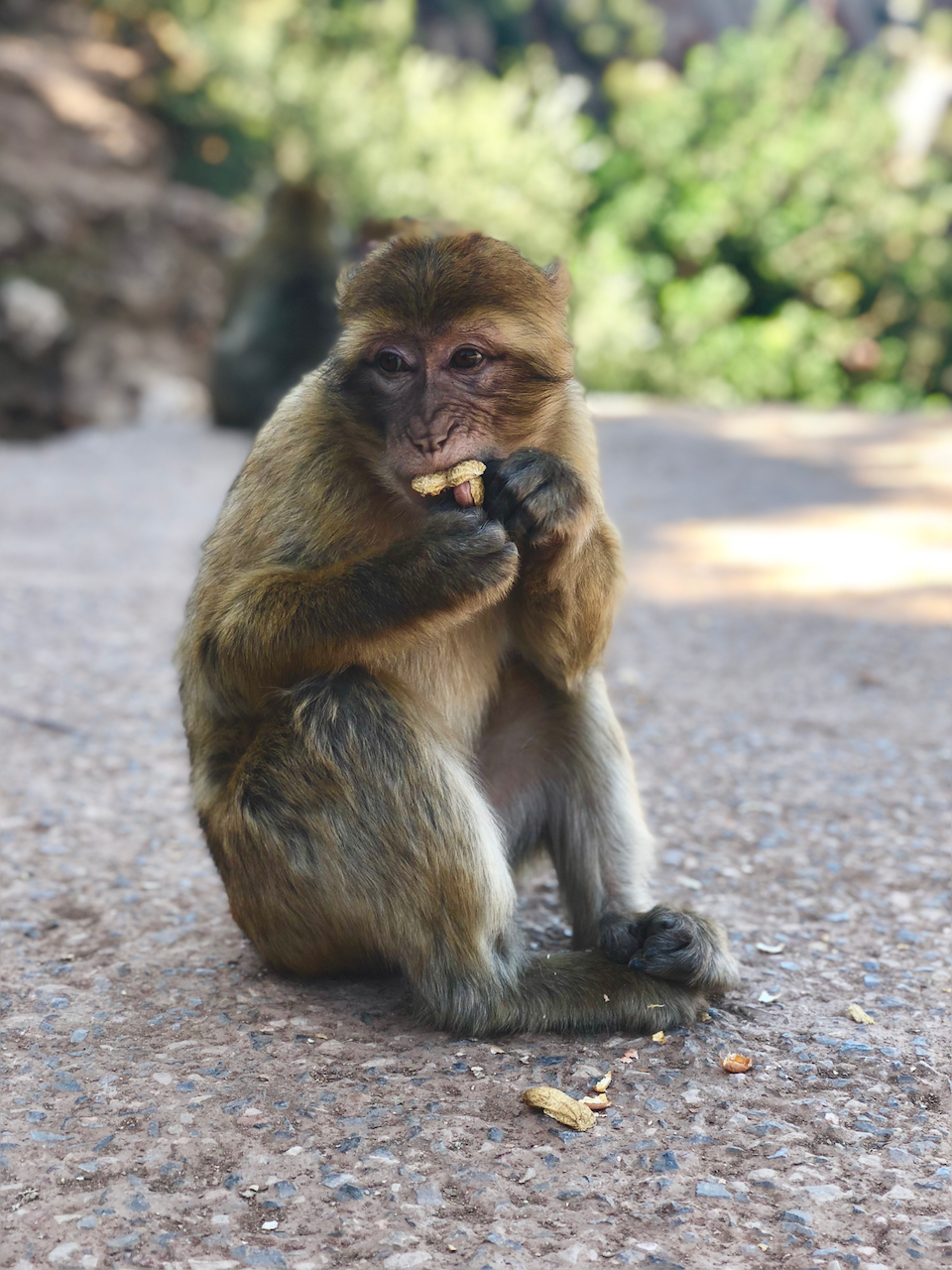 Monkey eating nuts in Ouzoud, day trip from Marrakech Morocco