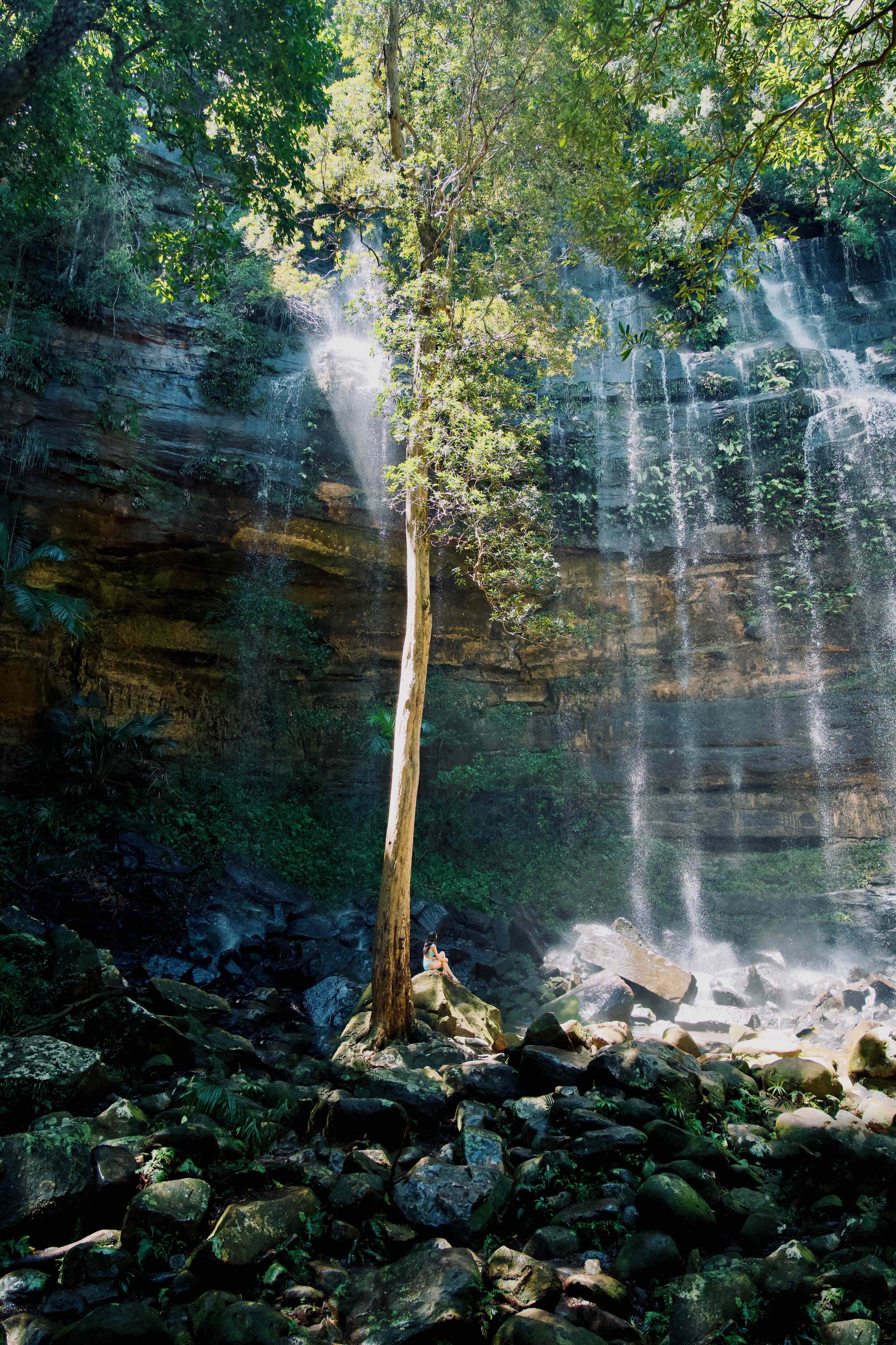 Rainforest and Gap Creek Falls