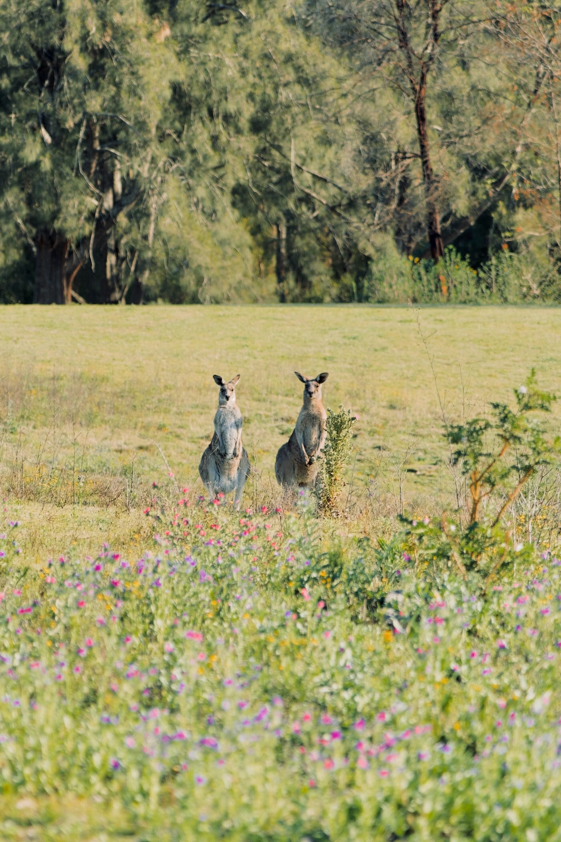 Kangaroos and wildflowers in Cattai National Park
