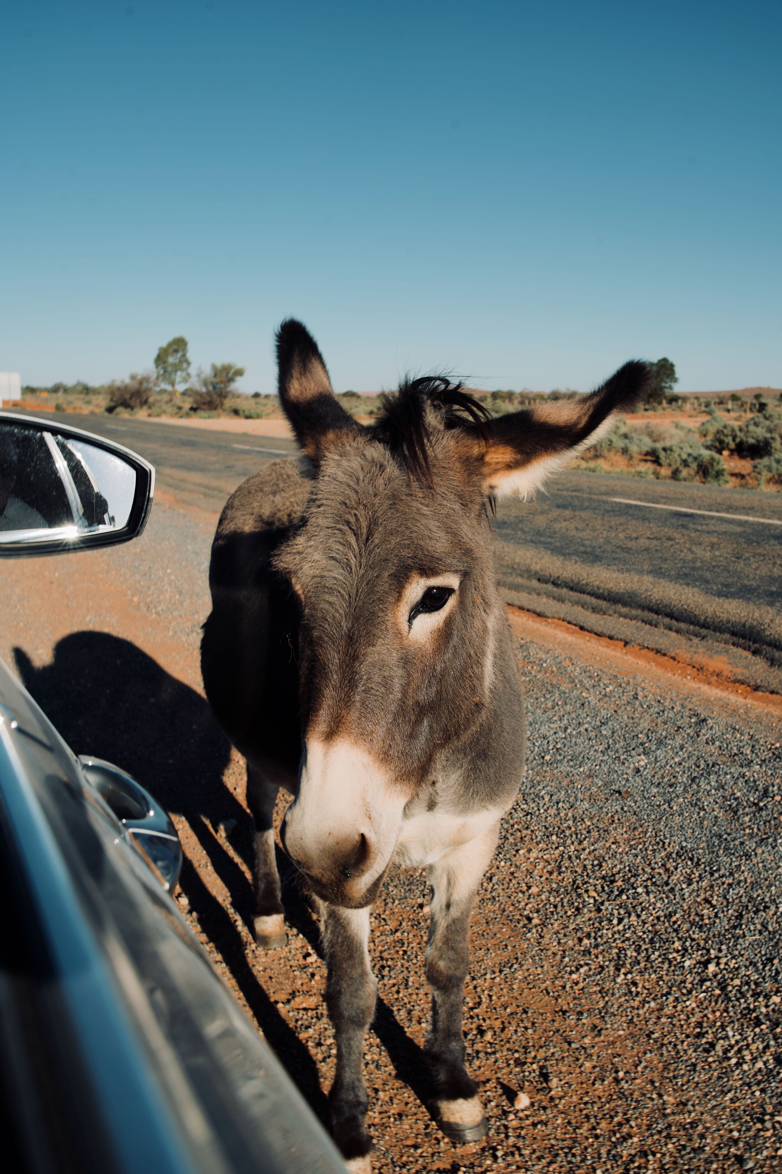 Donkey on road in Silverton, outback NSW