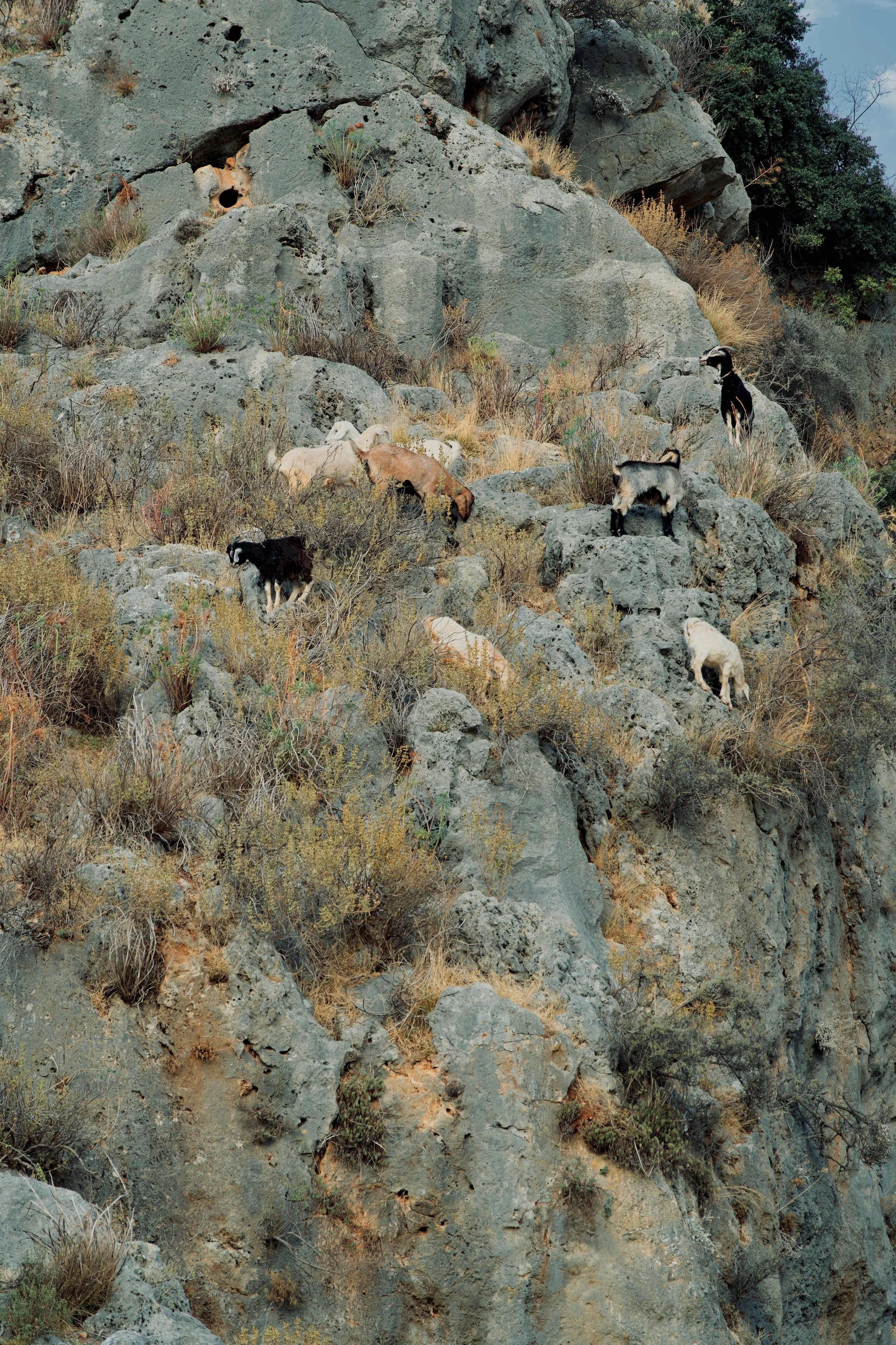 A group of goats wander around the cliffs of the Saklikent Gorge in Turkey