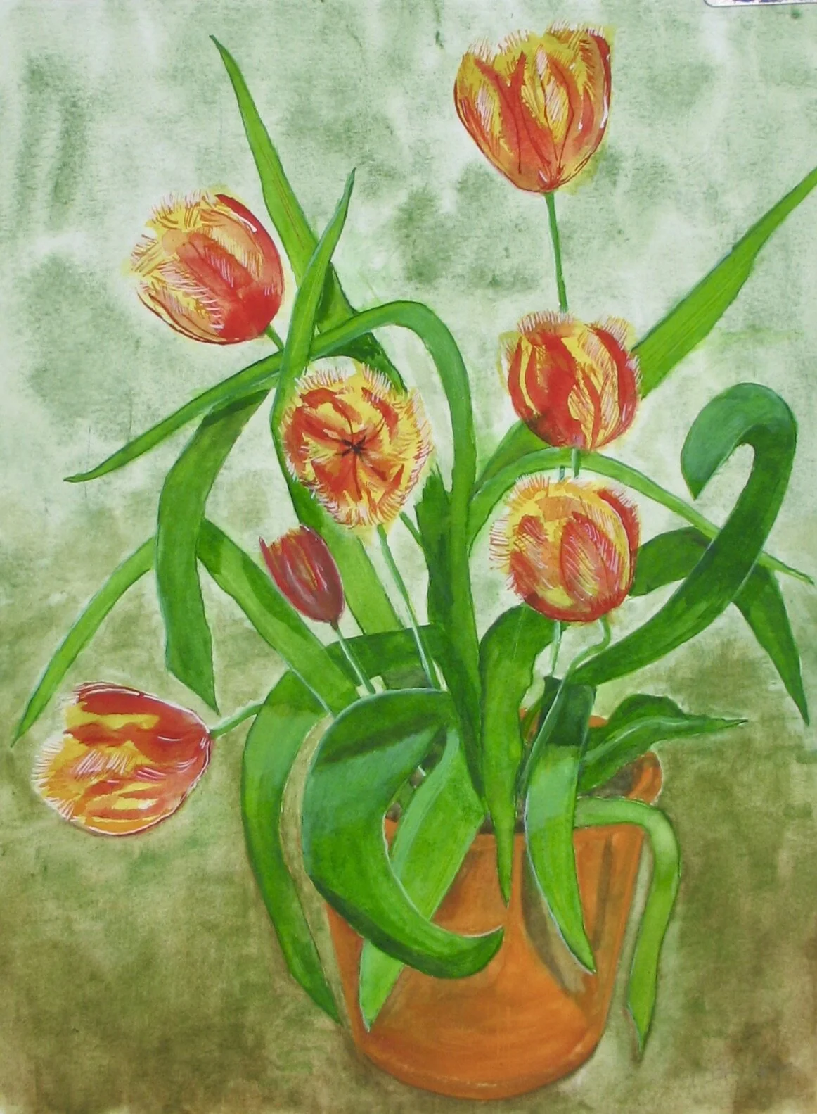 Tulips Lambada in a pot, original watercolour by Cy Pawsey