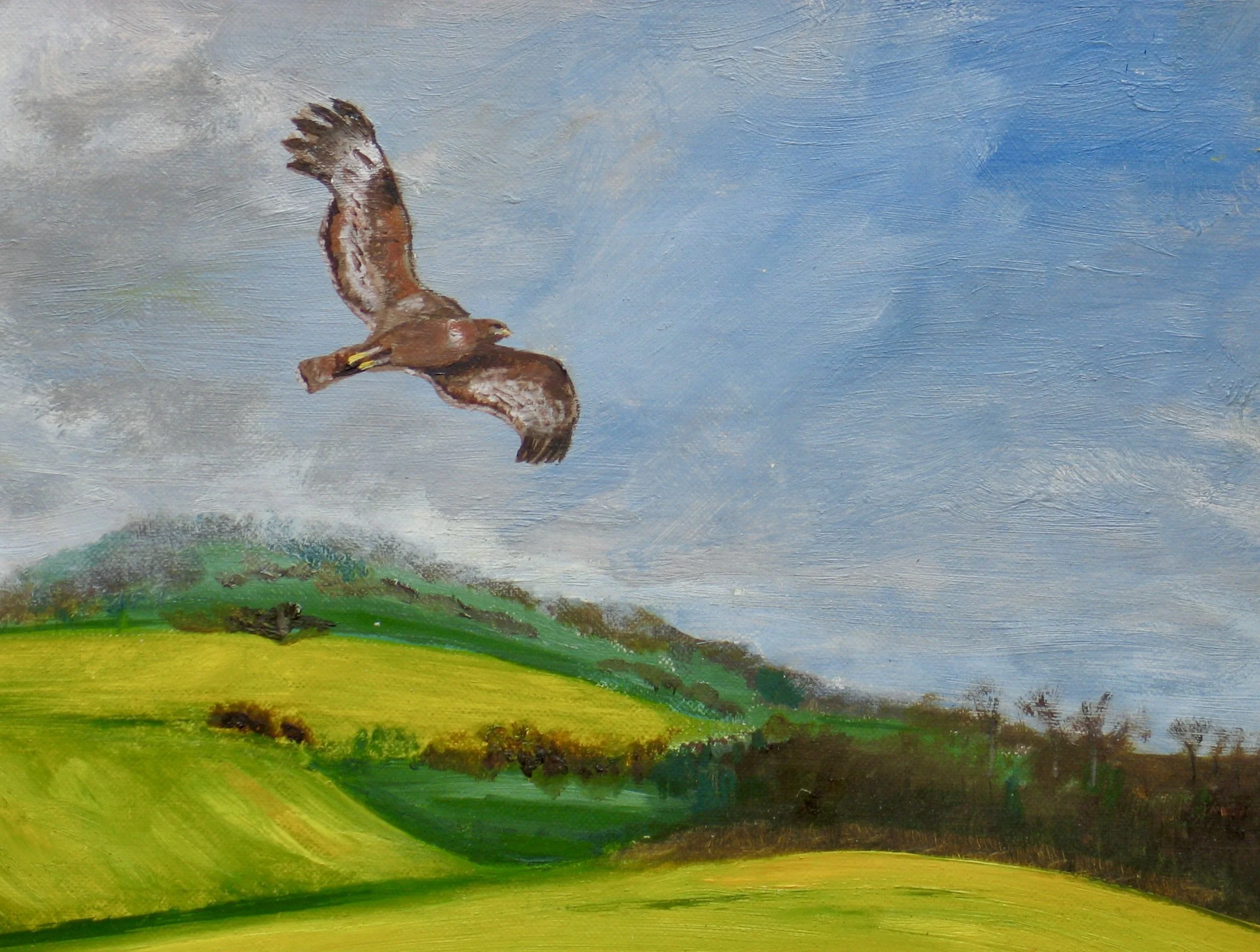 Flying Buzzard over Worcestershire rape fields, detail