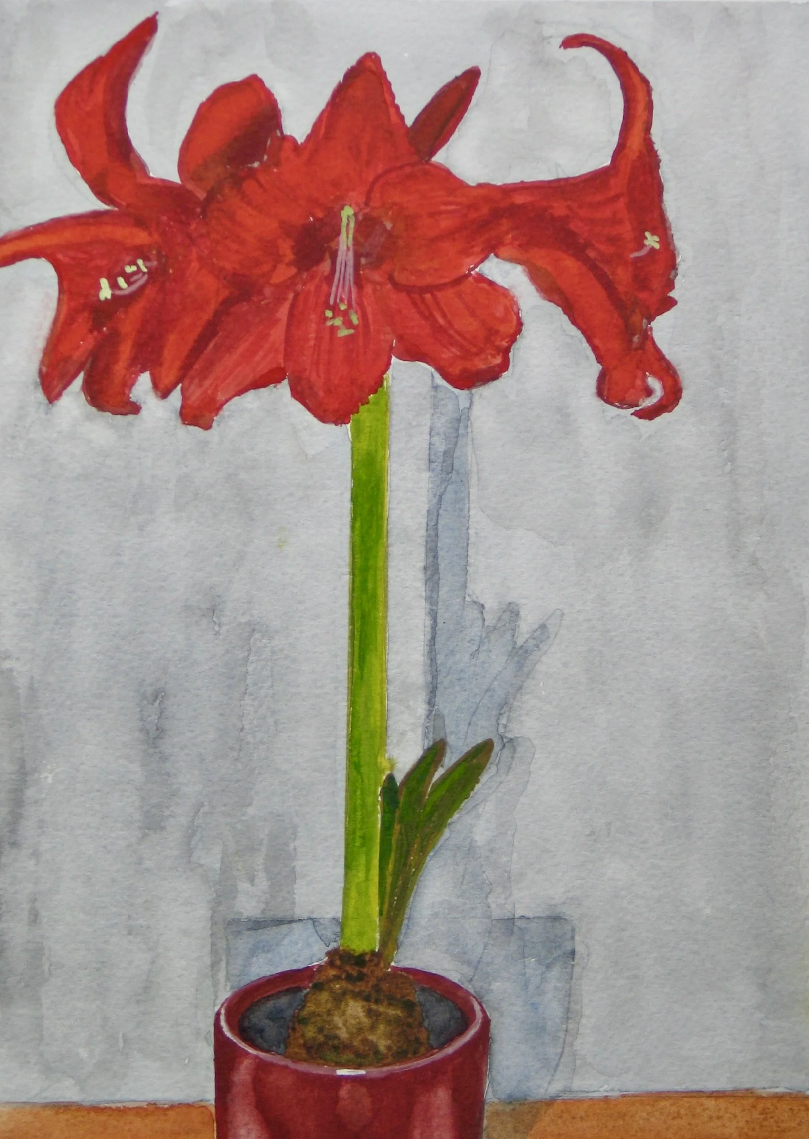 Red amaryllis in a pot, detail