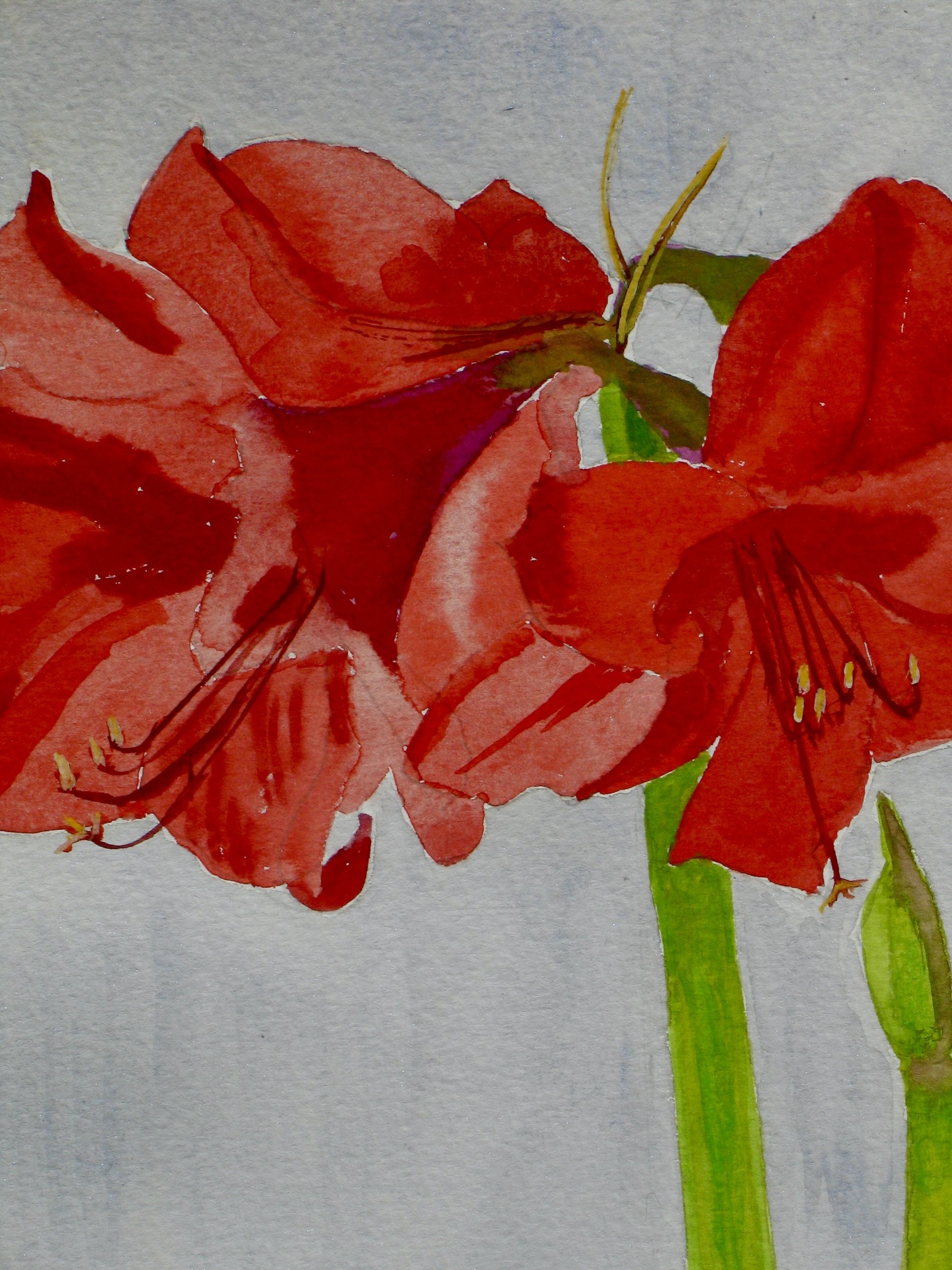 Detail from a watercolour painting of a flowering amaryllis by Cy Pawsey