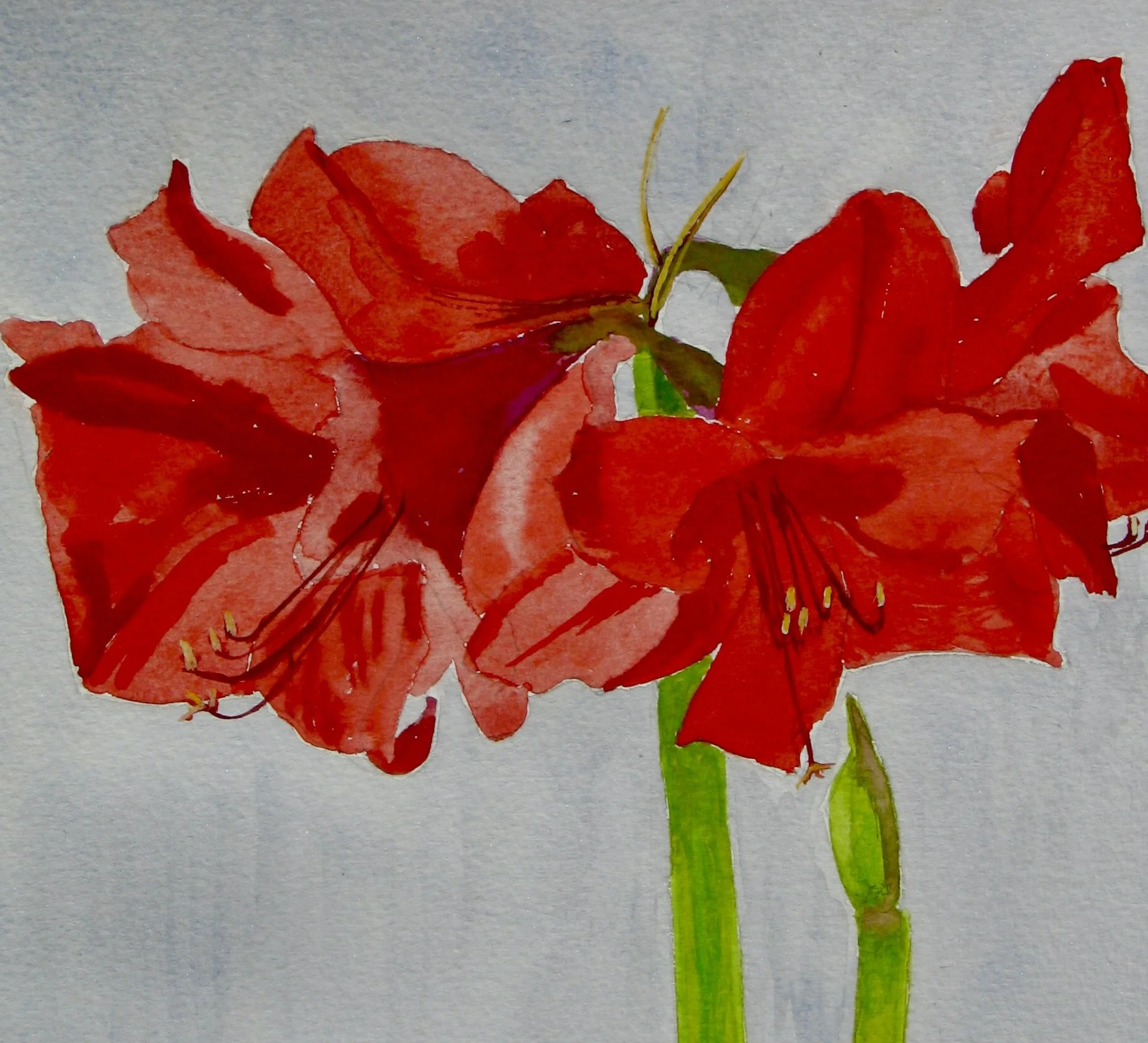 Red amaryllis flower, detail from painting by Cy Pawsey
